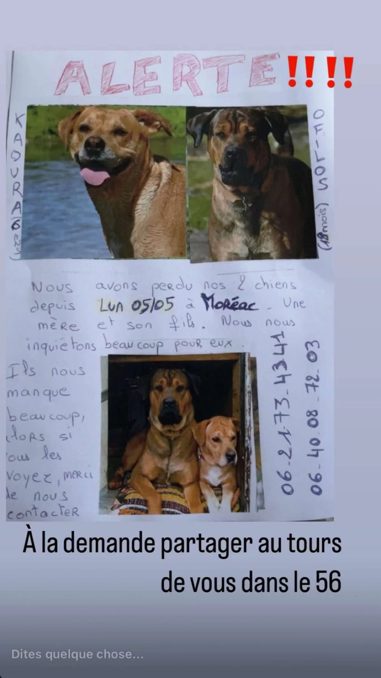 2 chien kaoura et ofilos  - Pontivy, Saint-Martin-sur-Oust