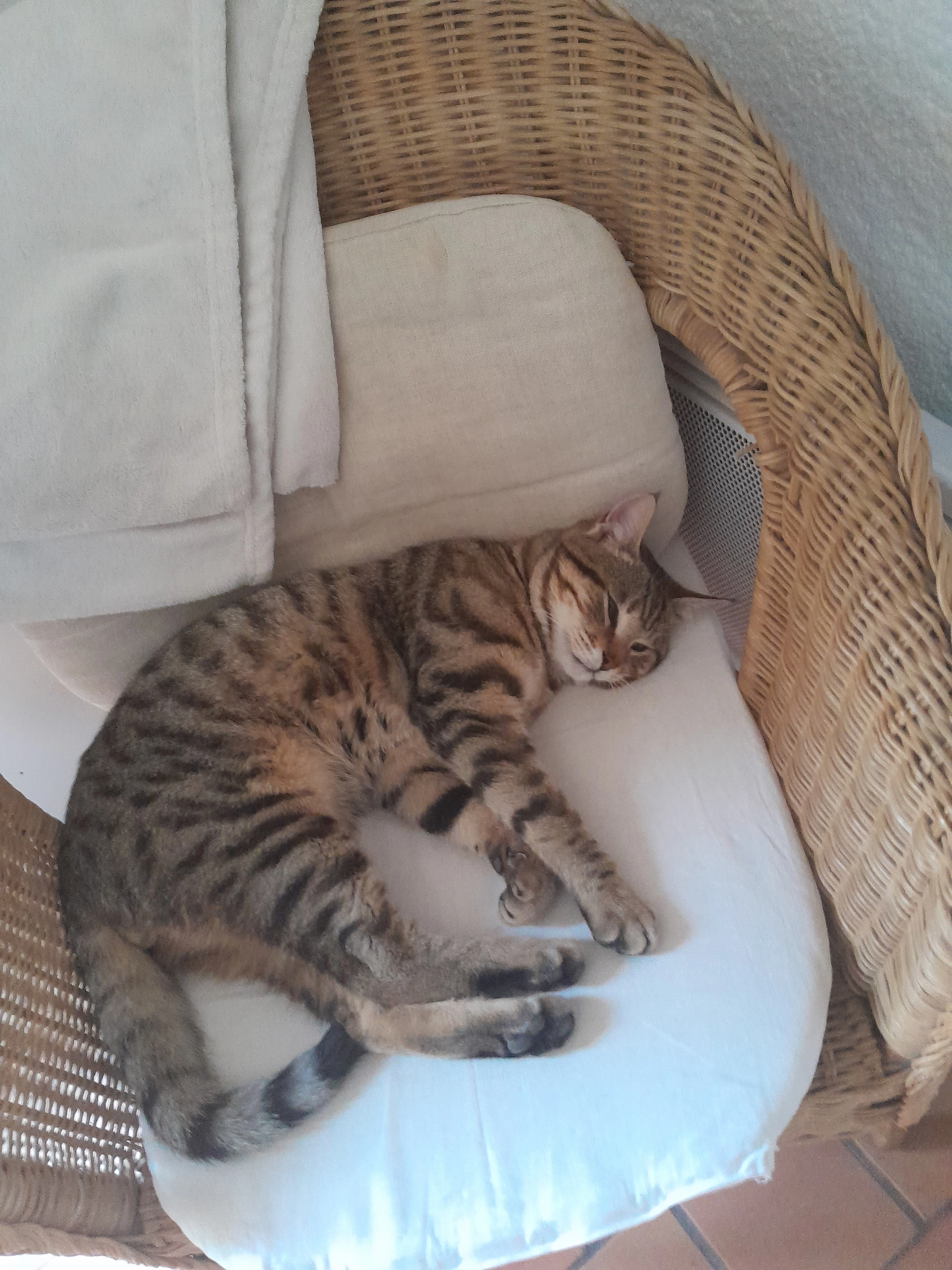 Elvis - 13510, Éguilles