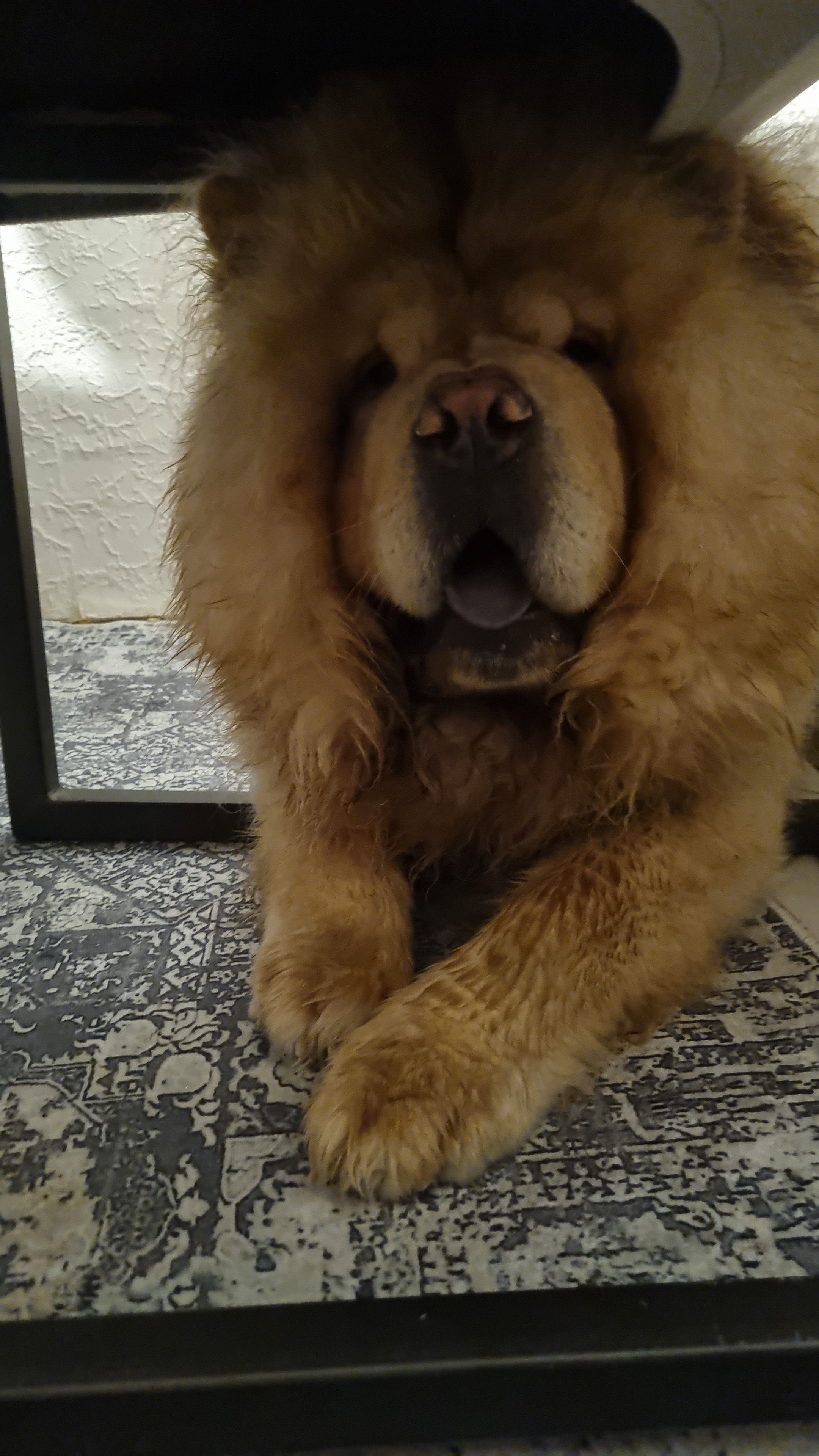 Simba  - Godenwind 1, Hamburg