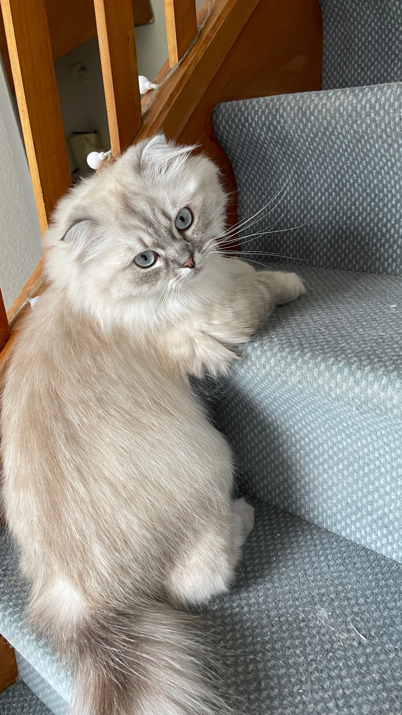 Kiwi - Hasselrott, Gettorf