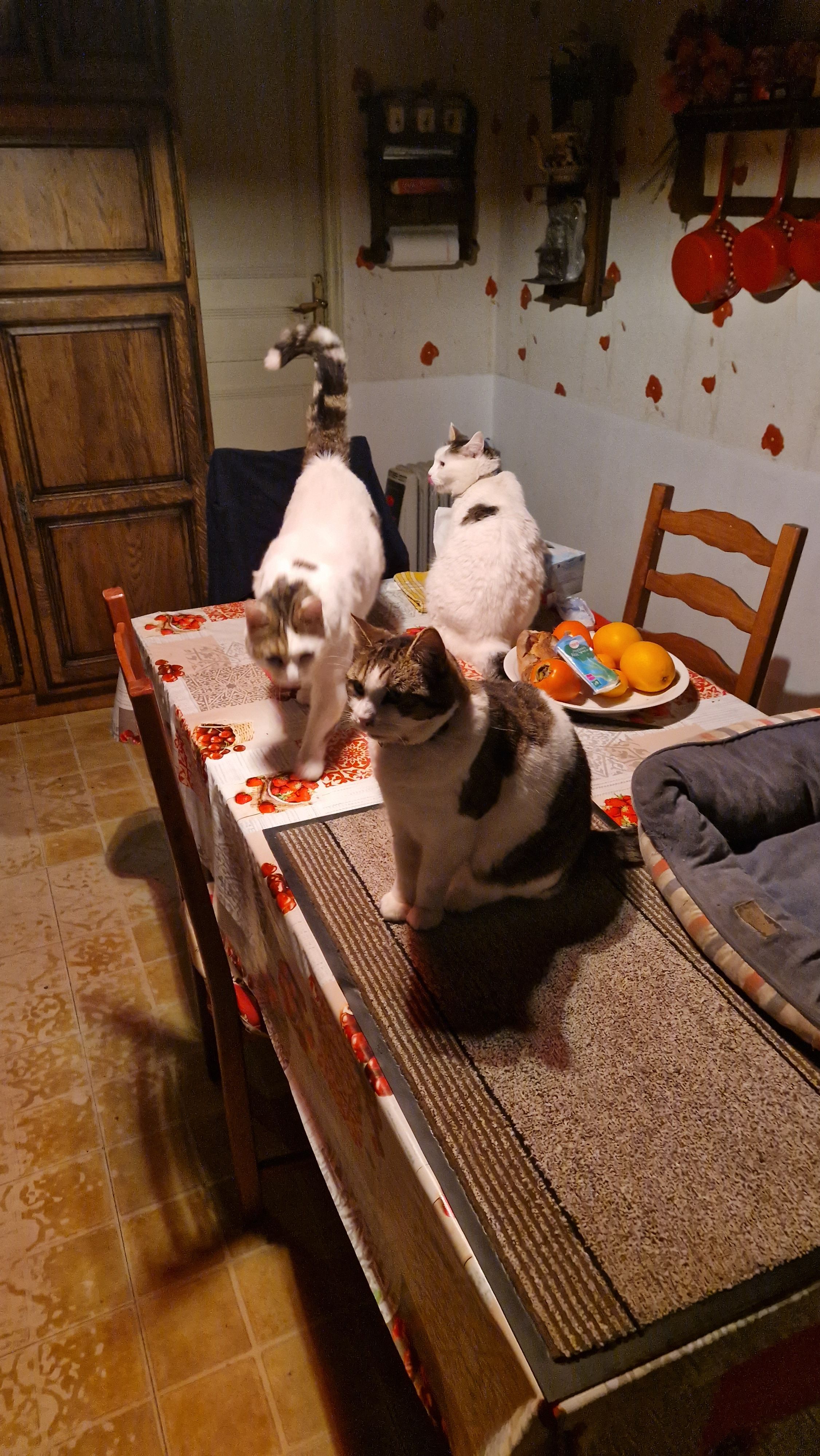 Canaillou - Chemin Du Gas Gardonnet, Alès