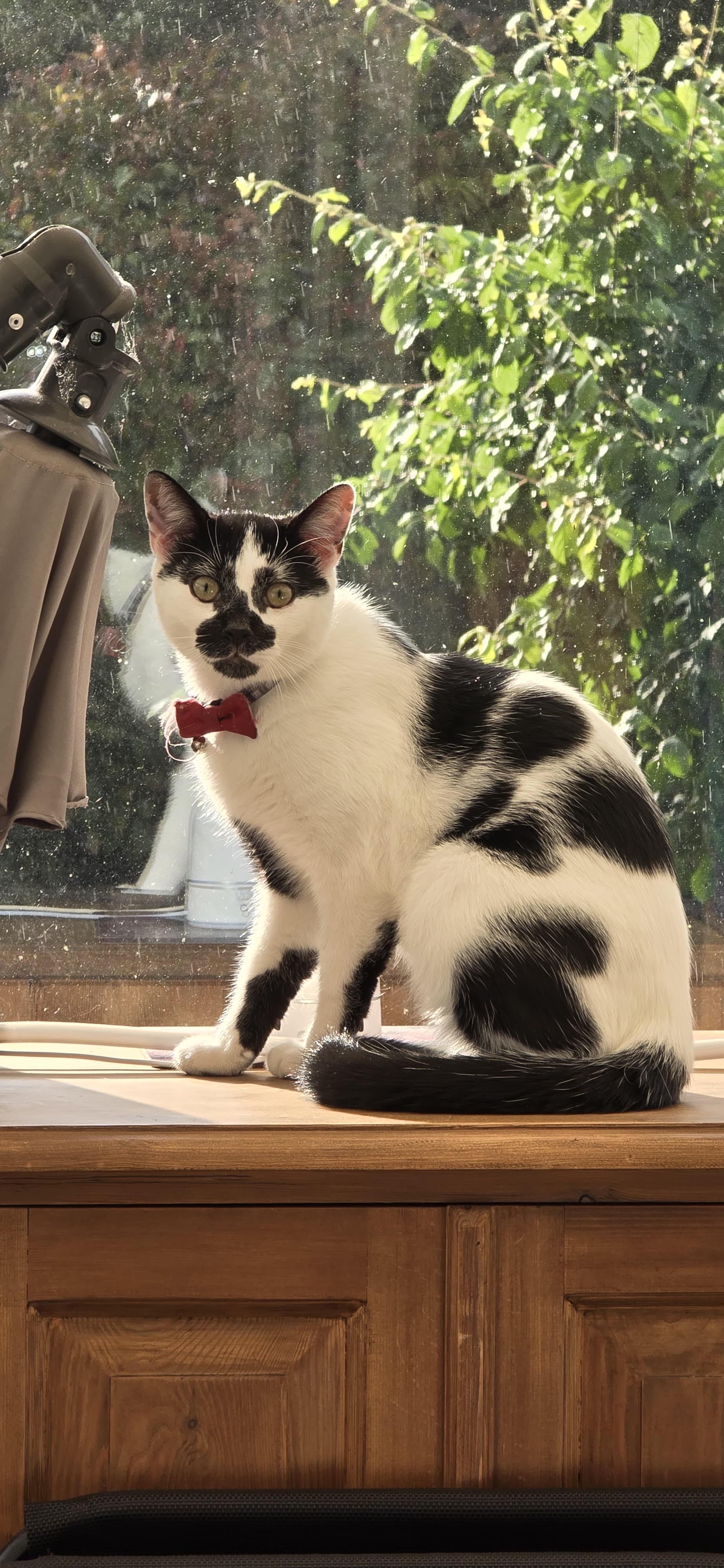 Gibby - Westfield Close, Polegate