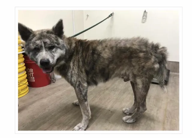 Balto - Jansu Place, Pomona