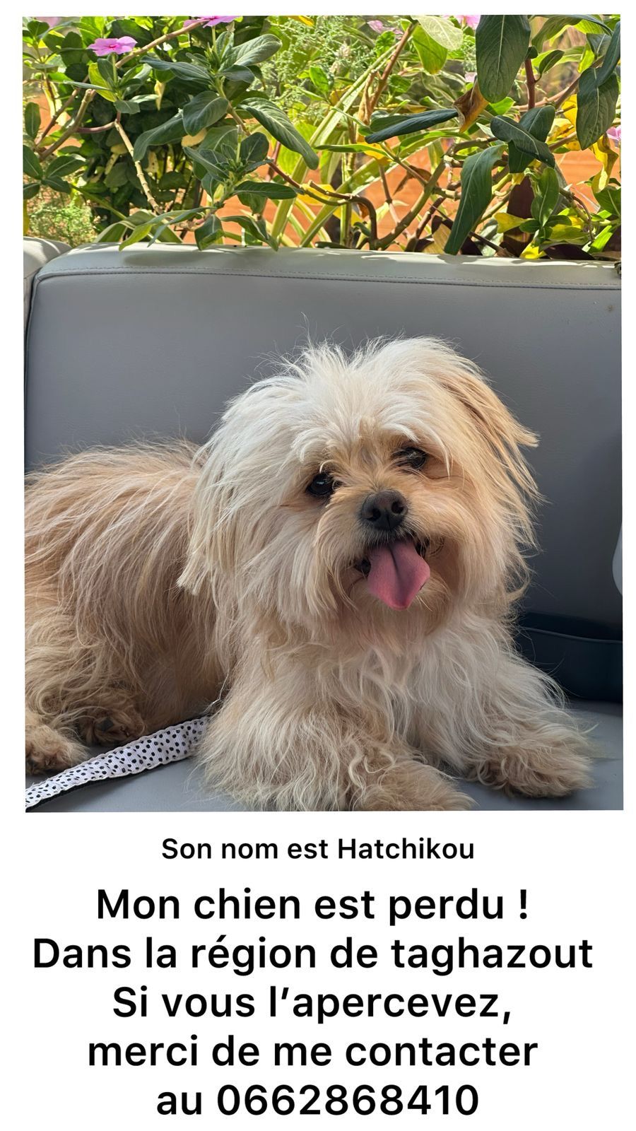 Hatchikou - 80, Taghazout