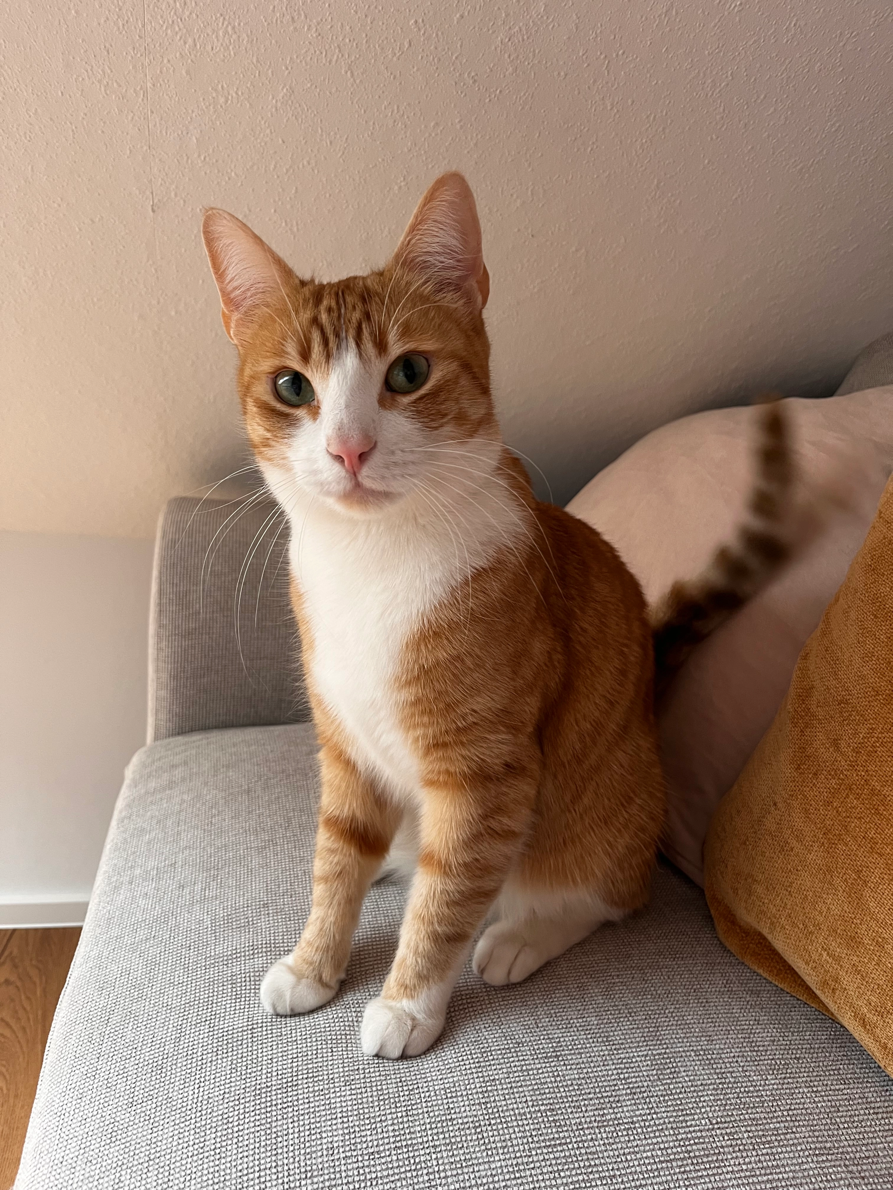 Milo - Eugen-Broel-Straße, Kerpen Türnich