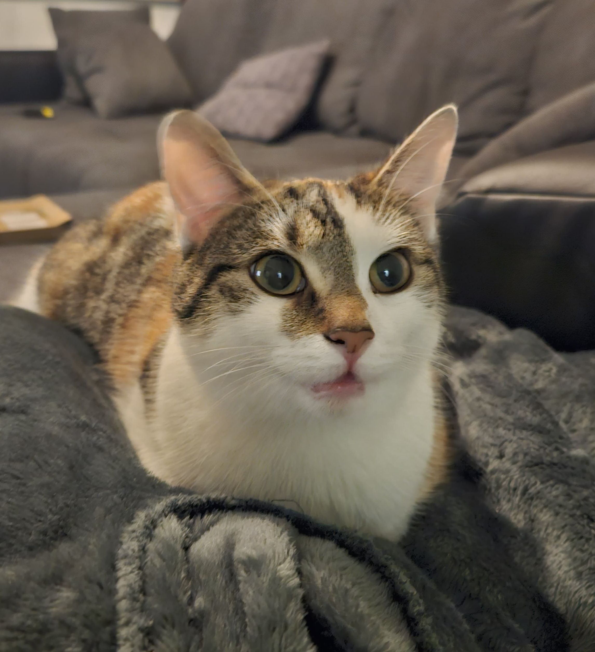 Ming - Georg-Herwegh-Straße, Greiz