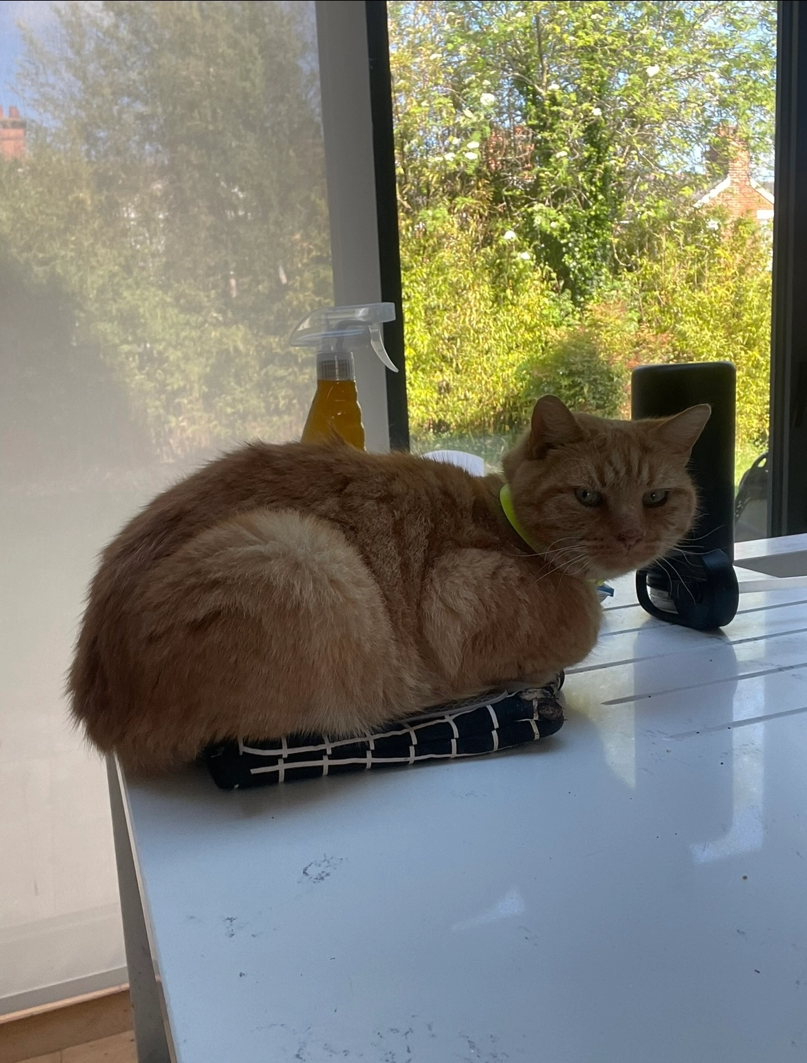 Dennis - CM2 9, Chelmsford