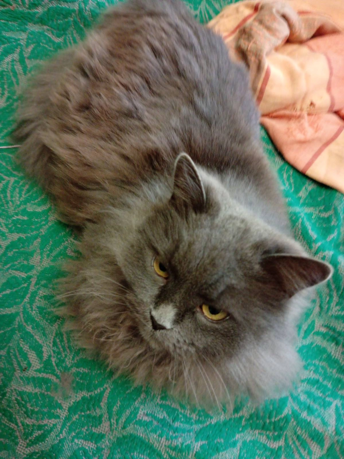  Marta - Mikołaja Kopernika, Sieniawa