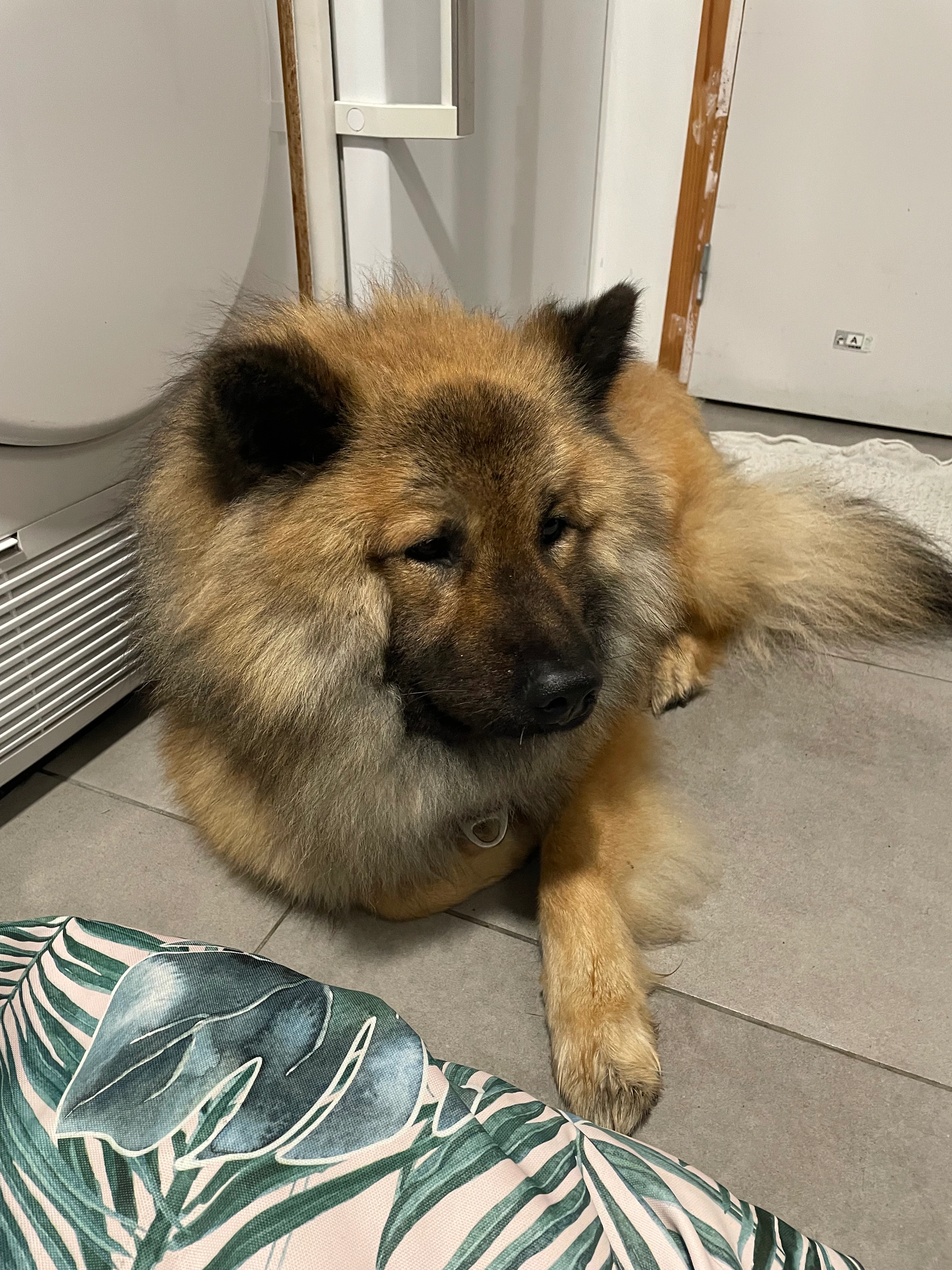 Scott  - 1 Rue Jean Bourel, Plérin