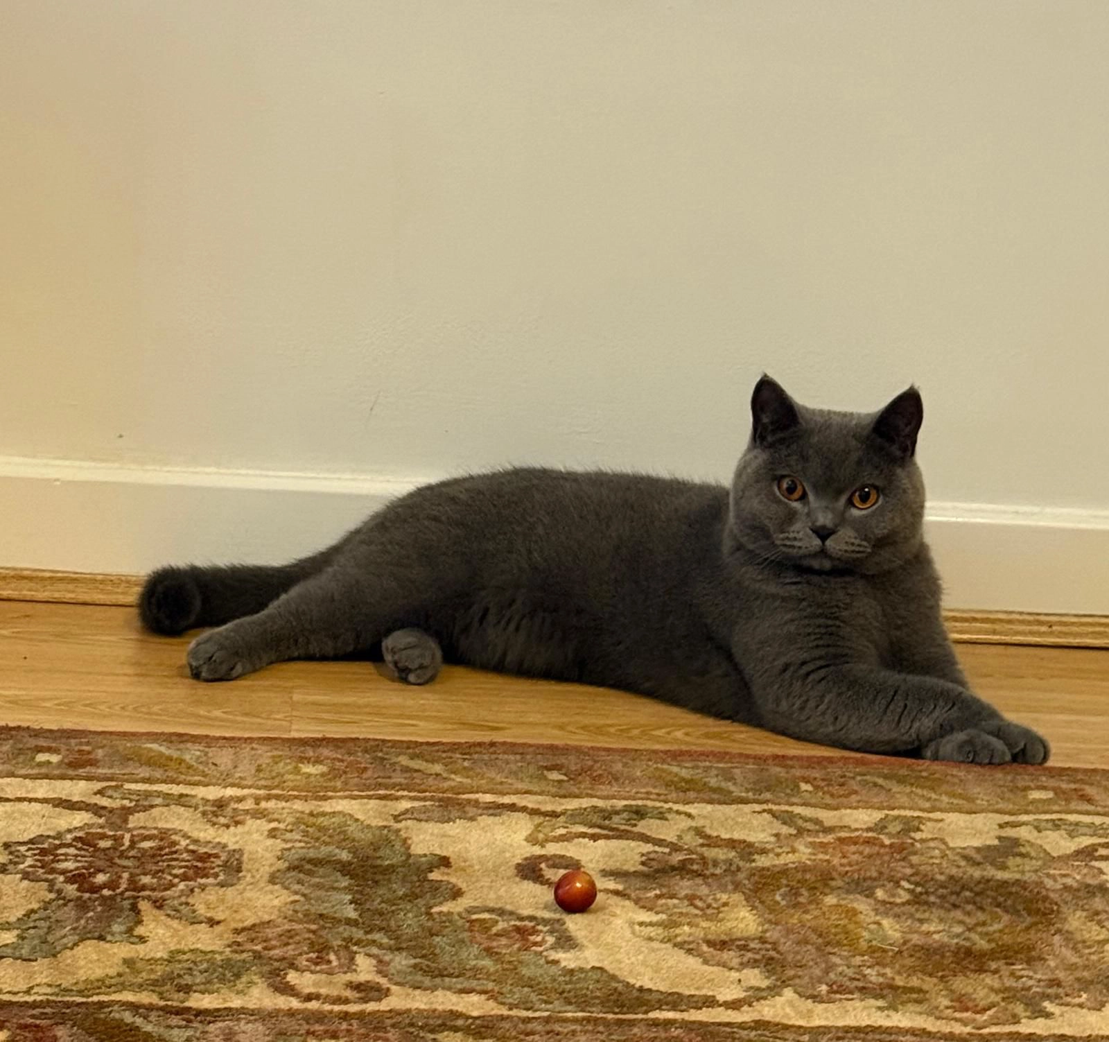 Miguel - Horseshoe Drive, Uxbridge