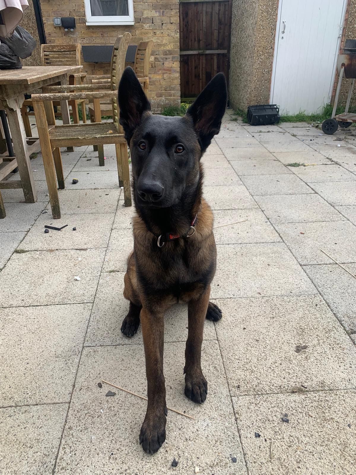 Bruno - Harling Road, Dunstable