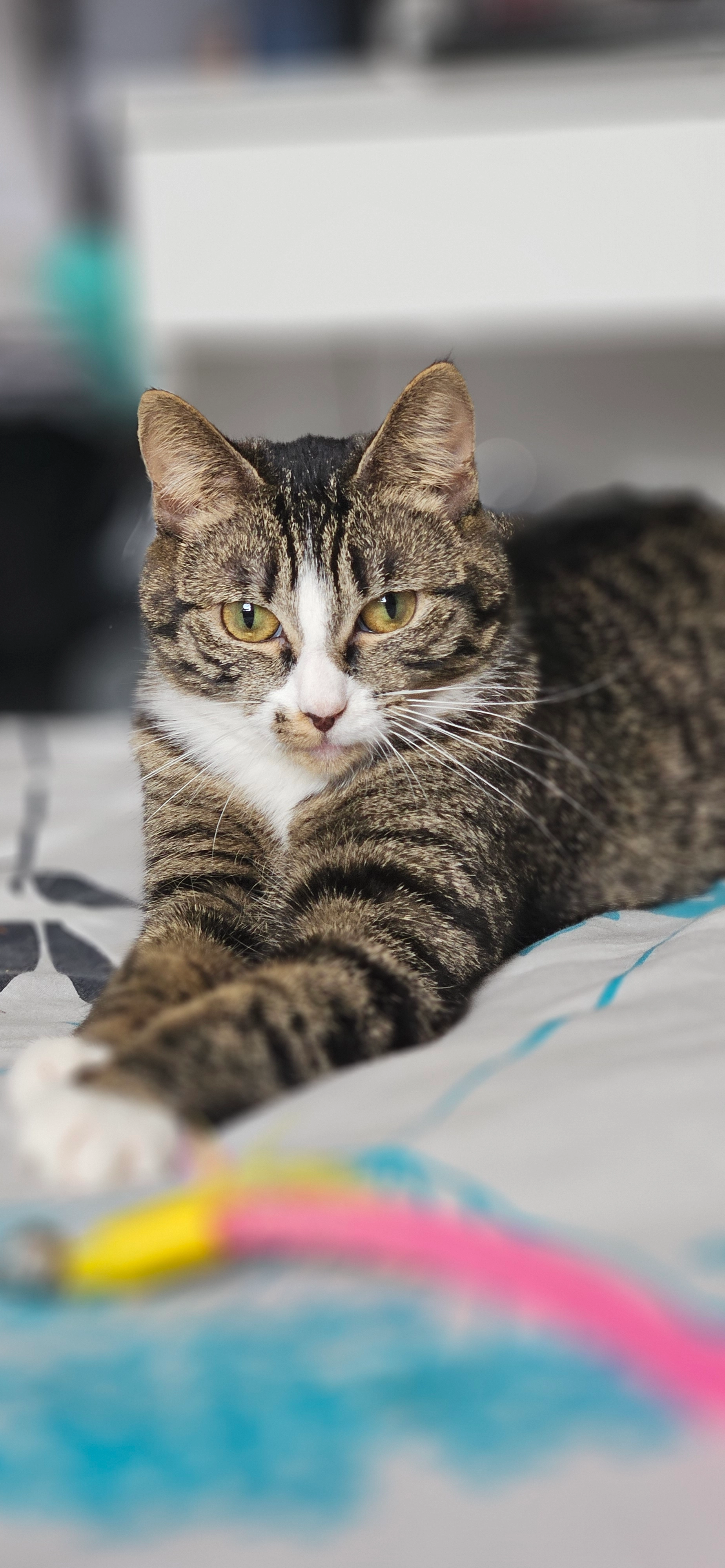 Poupette - Avenue Deschepper, Bailleul