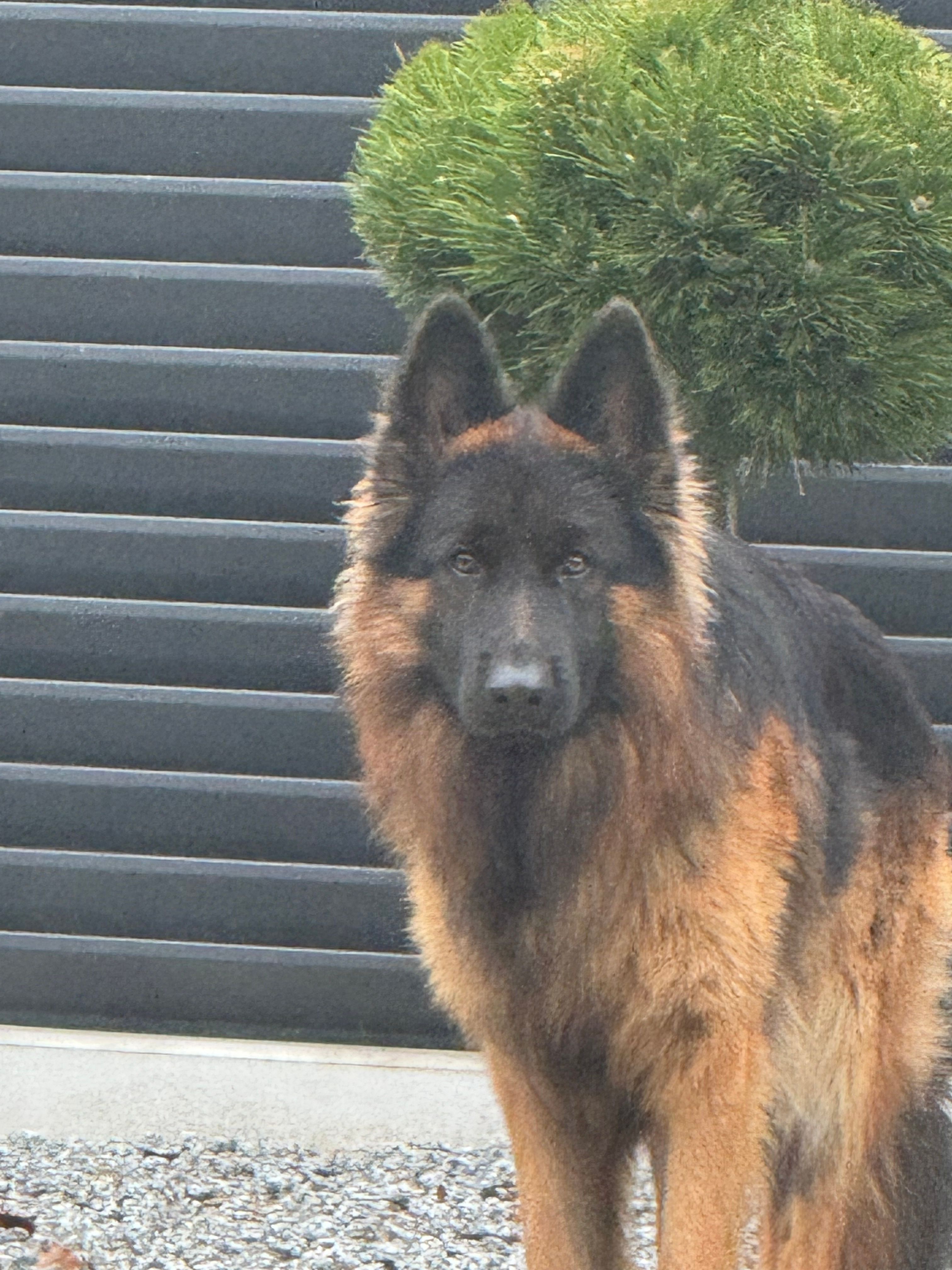 dragon - Rogowska, Łódź