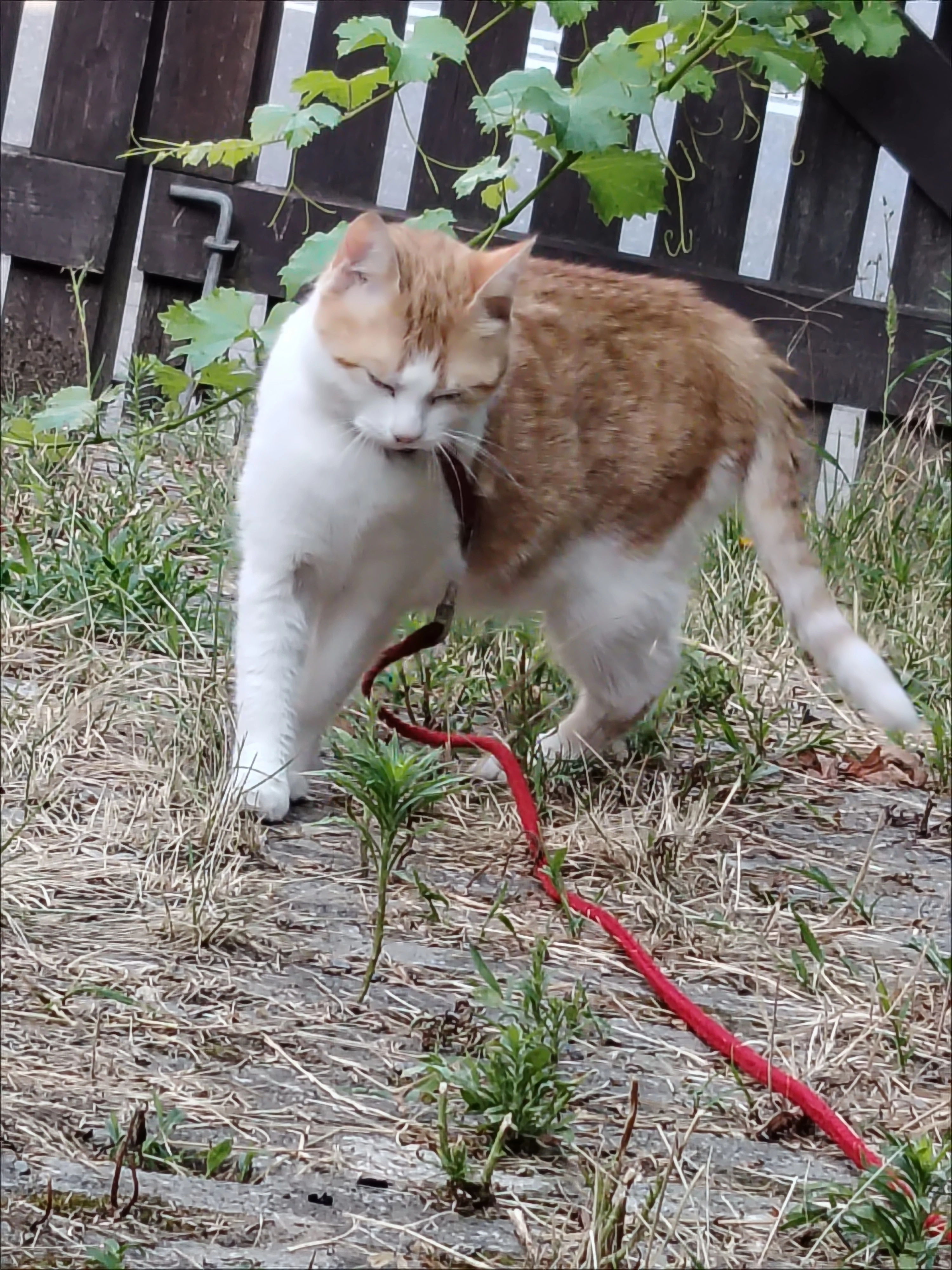 Happy - Kapitän-Romer-Straße, Konstanz