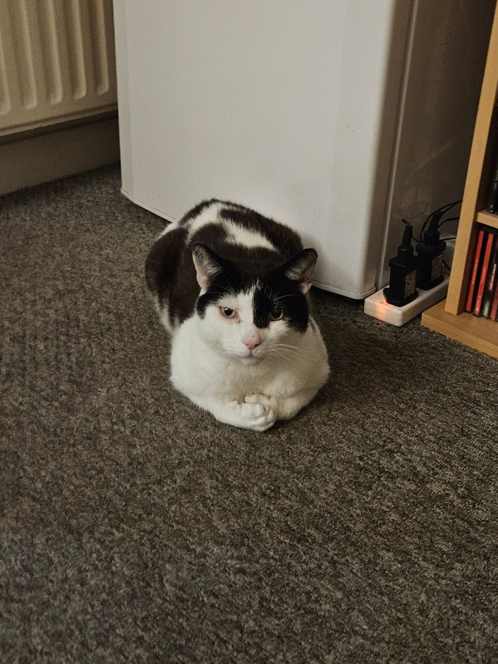 Jack - Queens Avenue, Barton-upon-Humber