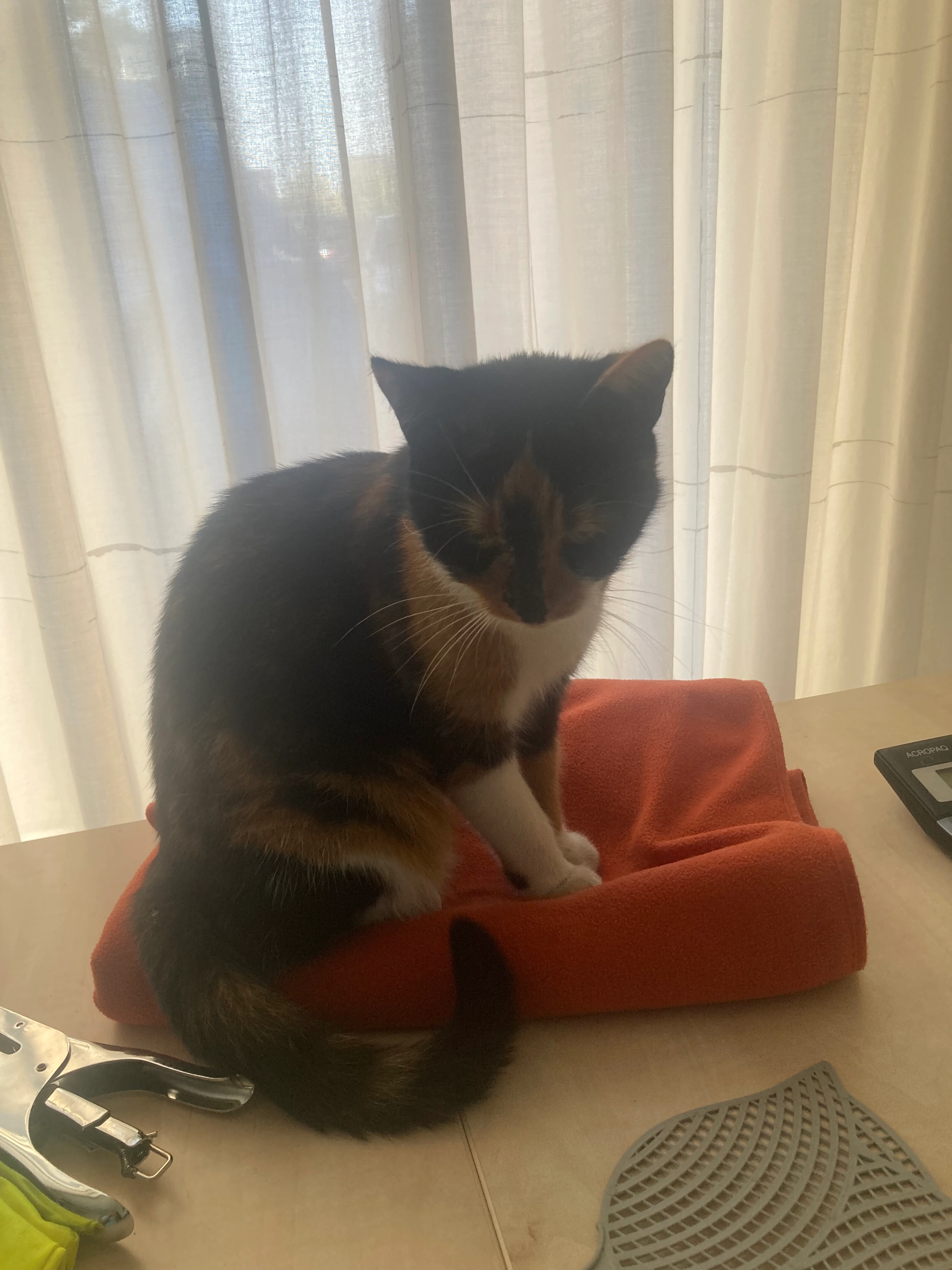 Catootje - Hogenendseweg, Didam