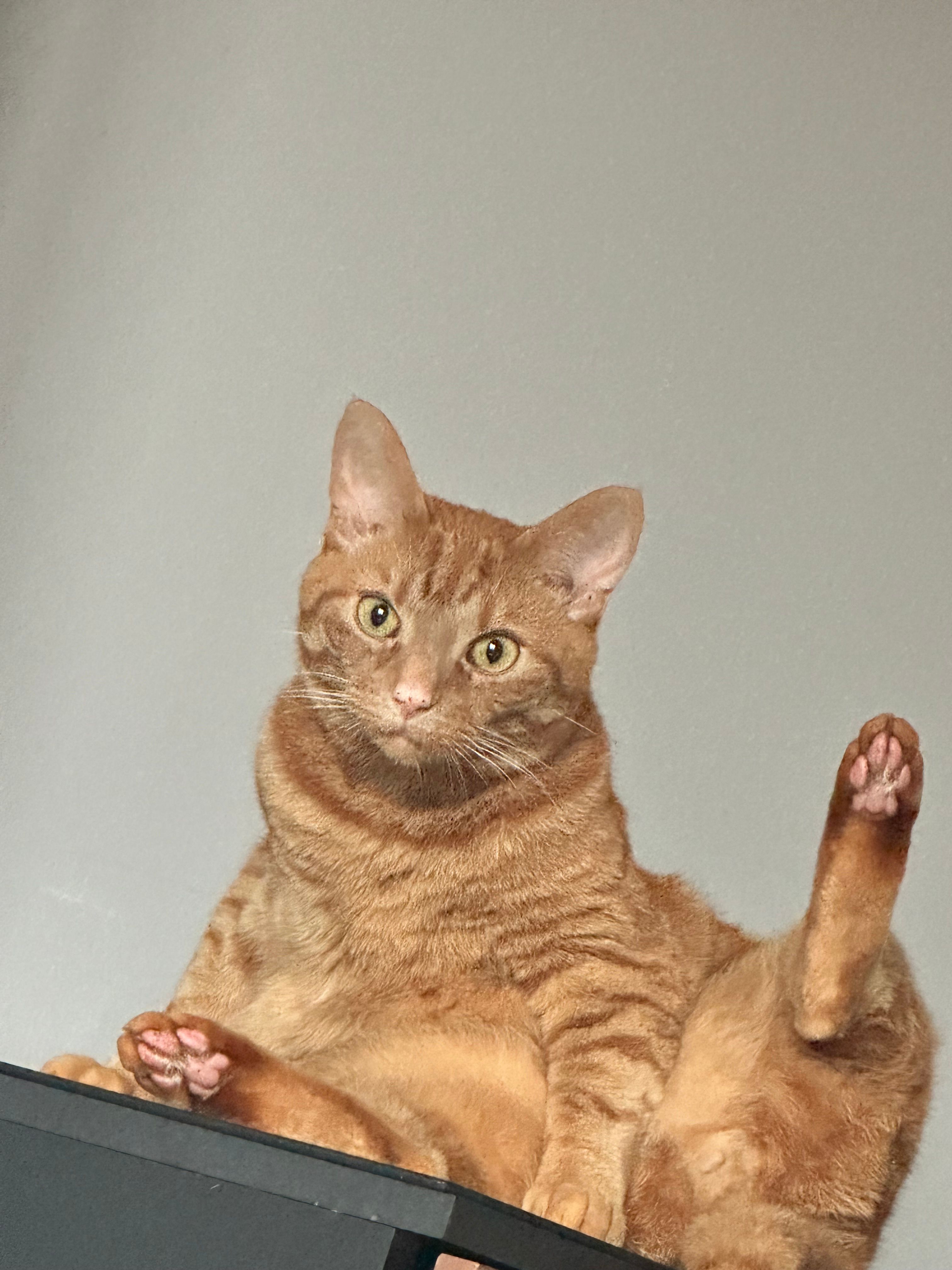 Loki - Chapel Street, Llanidloes