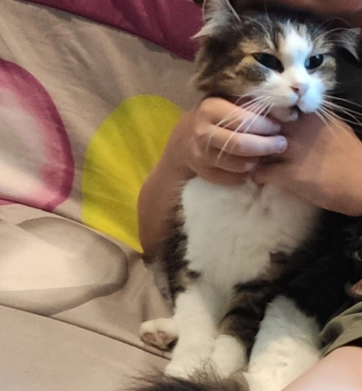 Pompom  - Rue Des Alouettes, Janzé