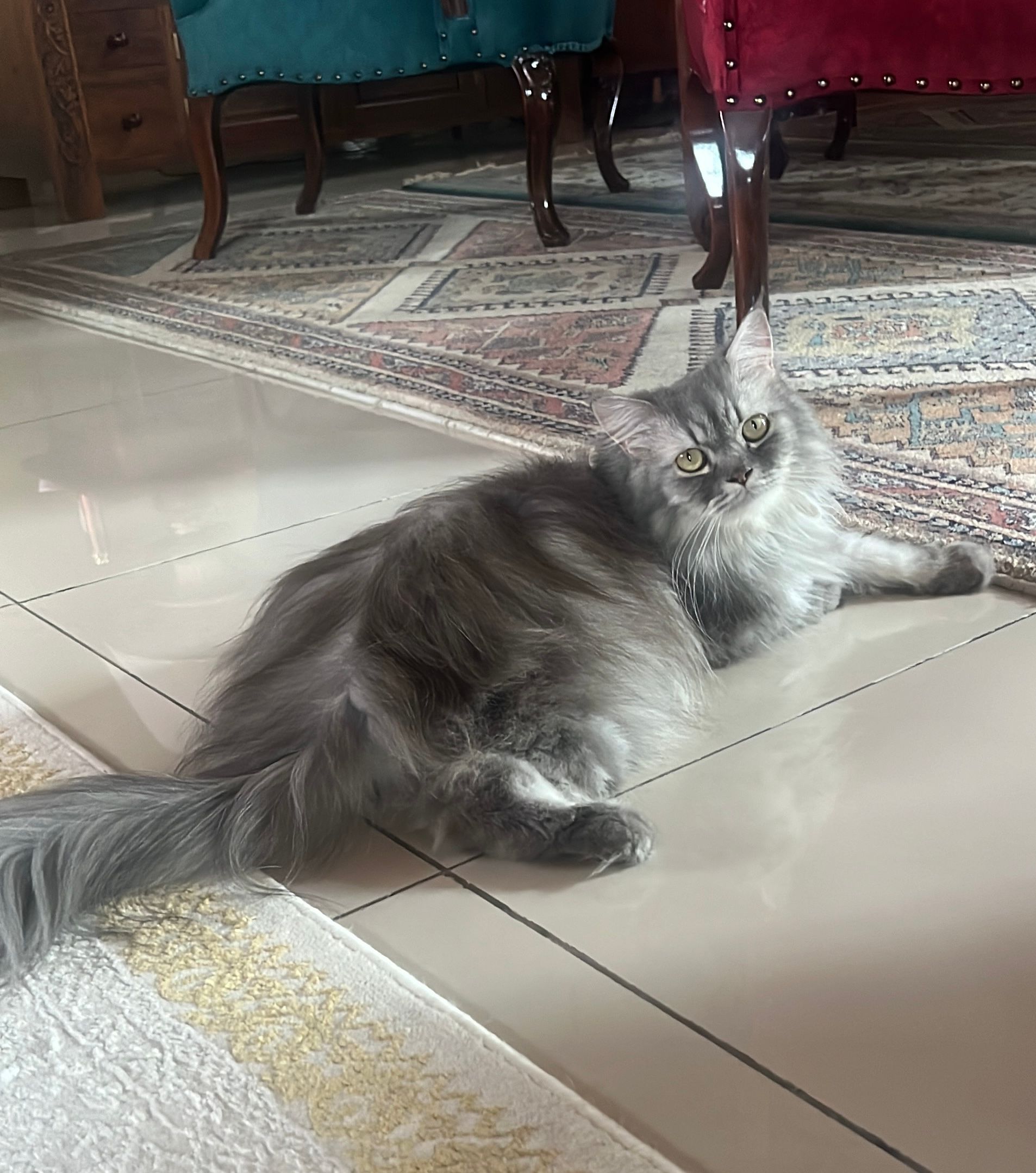 Abuya - 71450, Seremban