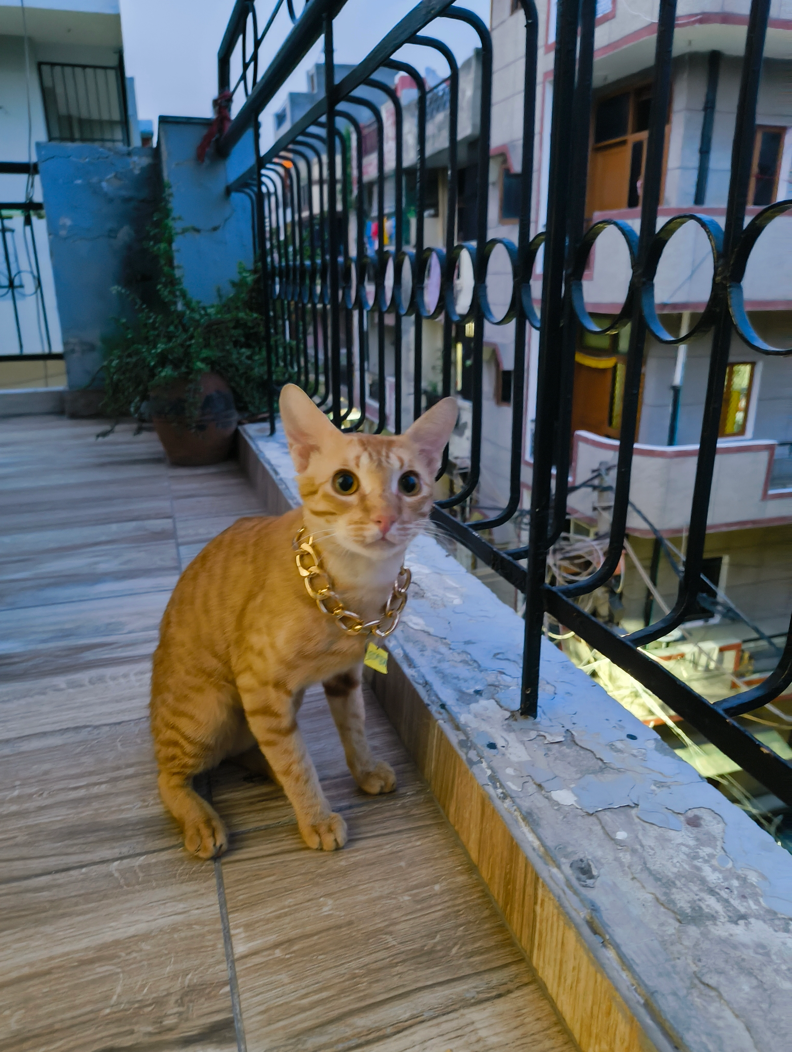 Simba - N block, Sri Niwas Puri, New Delhi