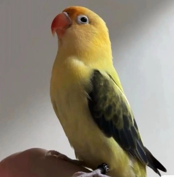 Bibi - Jalan PU 8/9, Puchong 