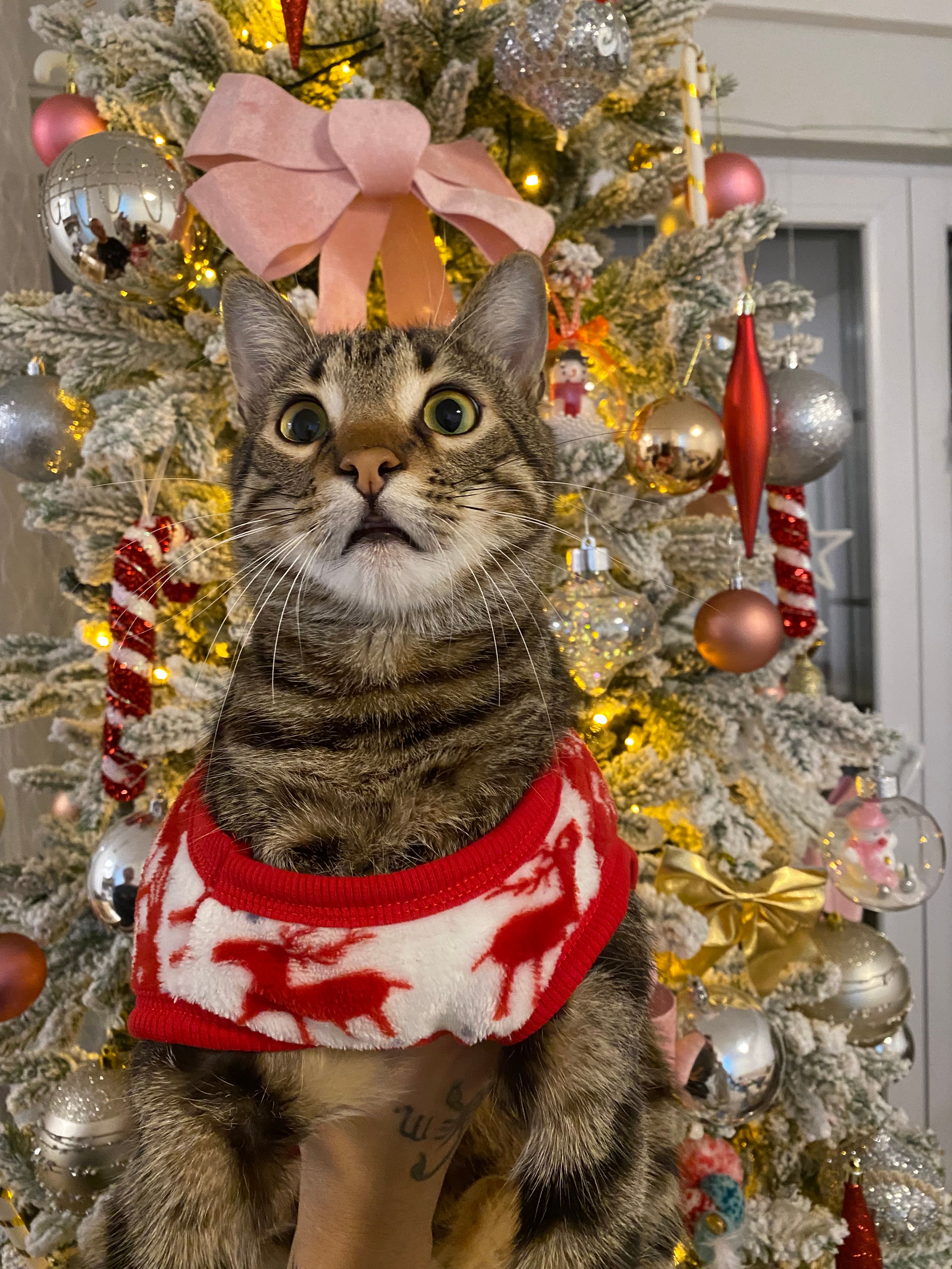 zipi - Agim Çela, Prishtina