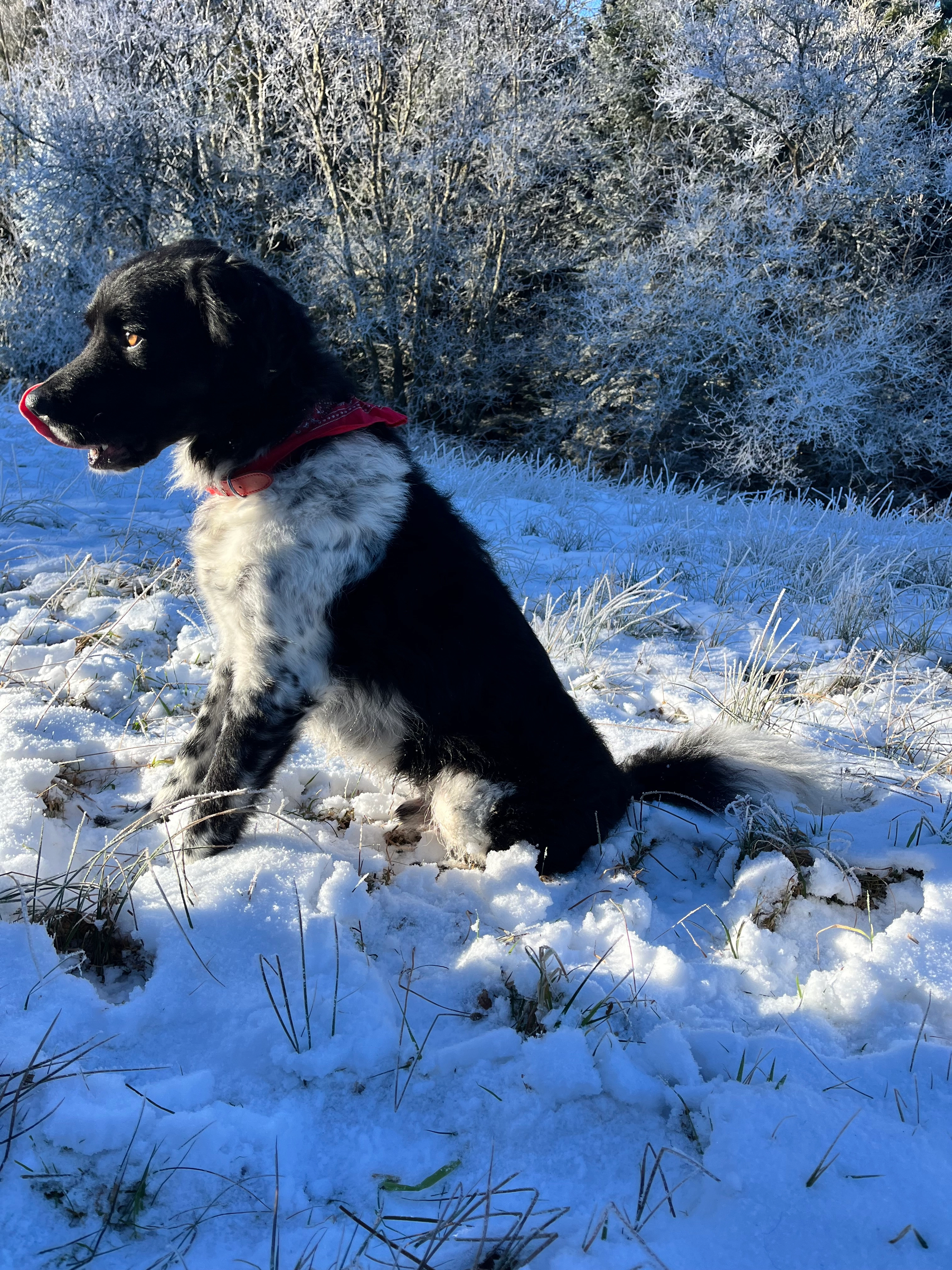 Bruno - Neeltje Snijdershof, Wijk aan Zee