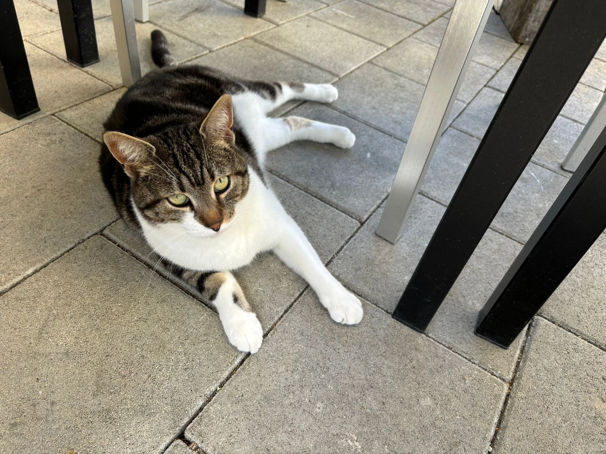 Ronja - Blümlisalpstrasse, Thun