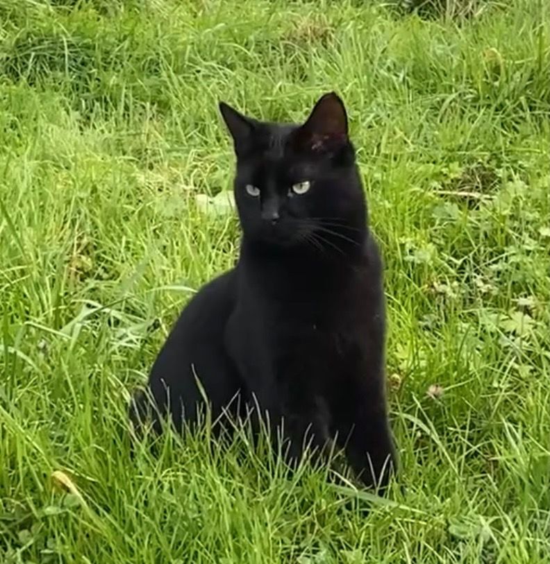 Mew - 5 Rue de la Chalonnière, Bretignolles-sur-Mer