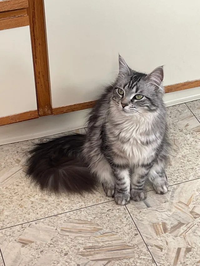 Luna - 1370 Richmond Rd, Staten Island