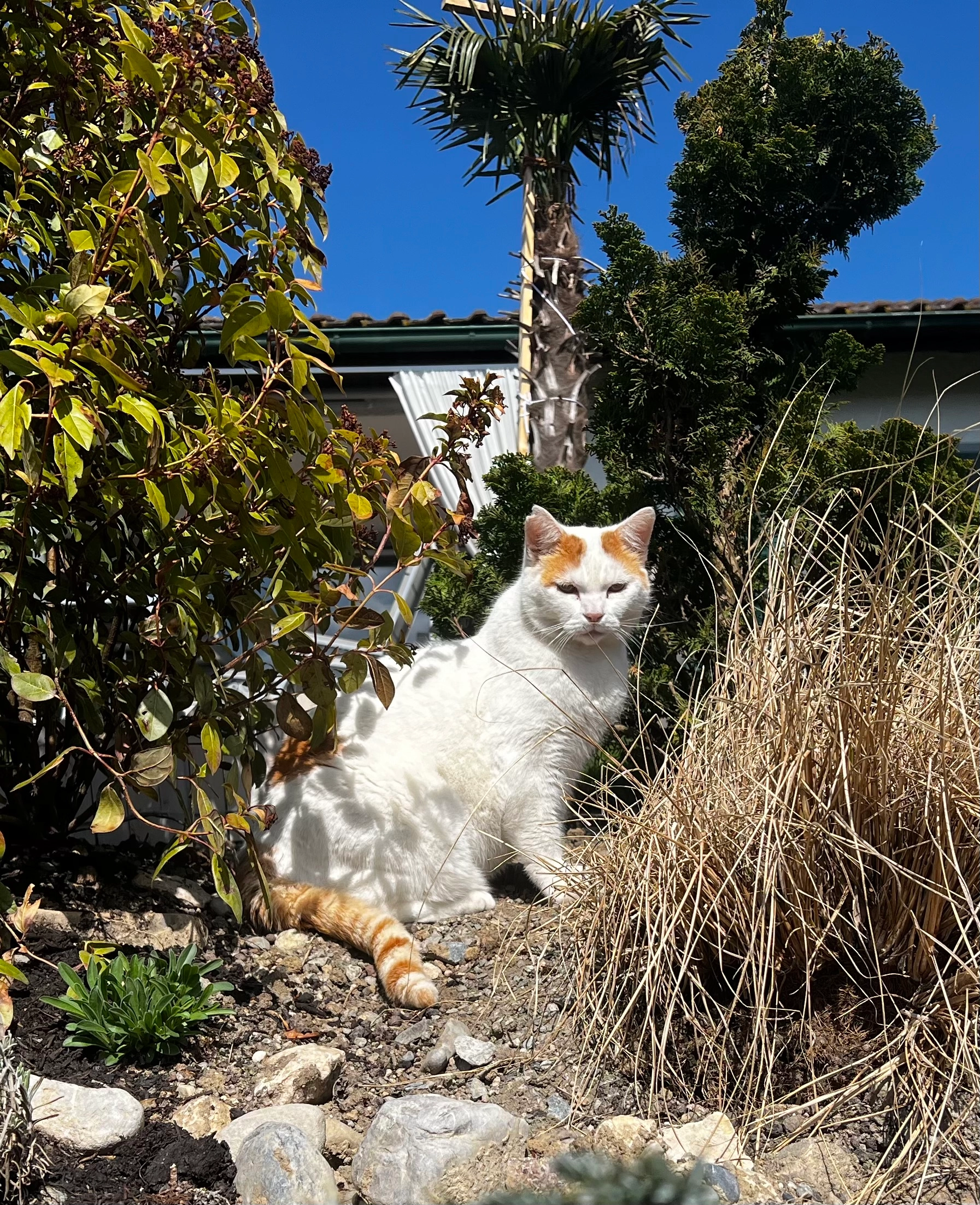 Frodo - Zaunackerstrasse 1, Rubigen