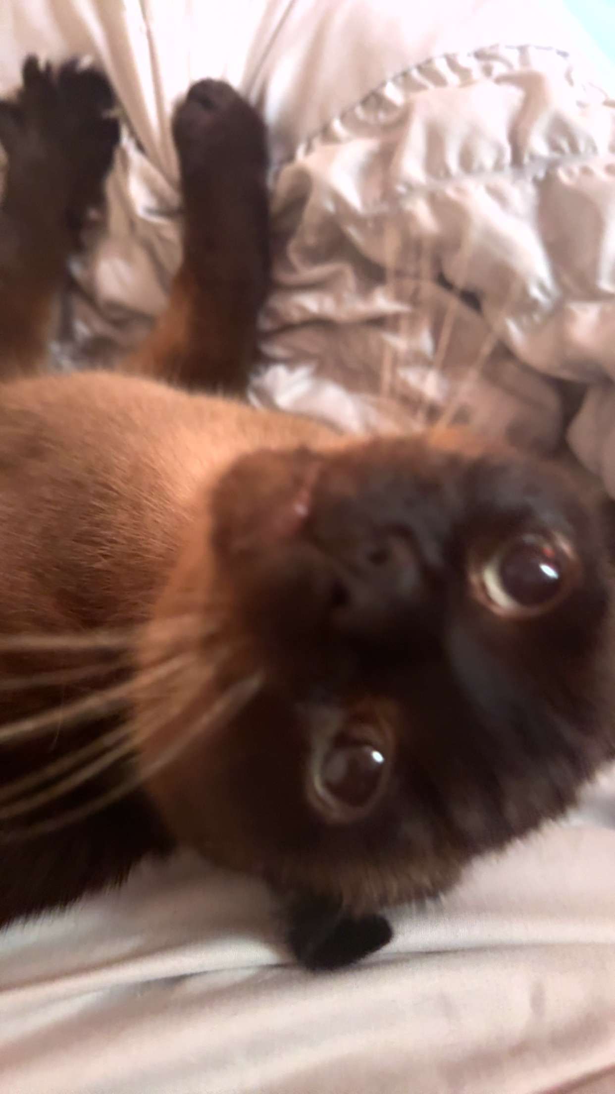 beau beau - Victoria Street, Ellesmere