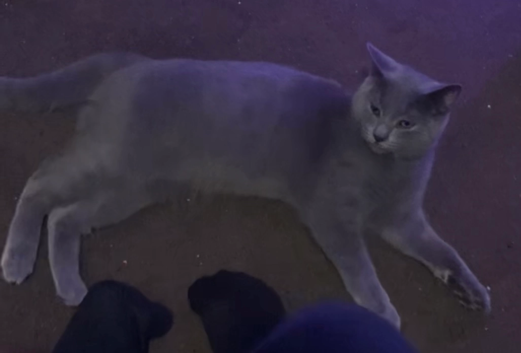 Gryzzy - Rue Hector Berlioz, Bobigny