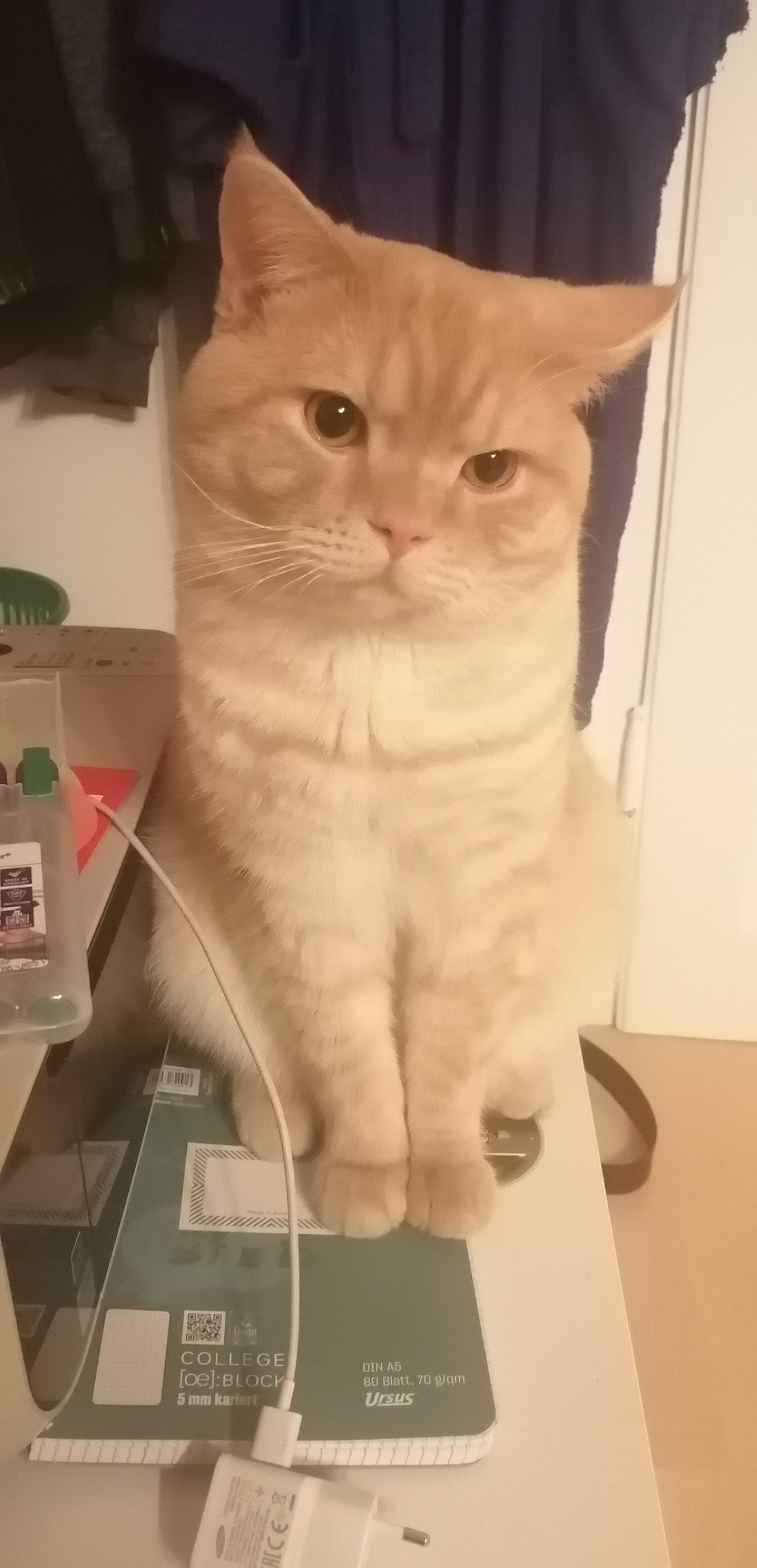 Satoshi - Grazer Straße 74, Krieglach