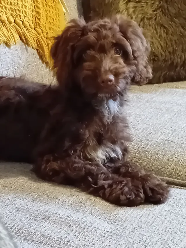 Lulu - Kelsey Park Avenue, Beckenham