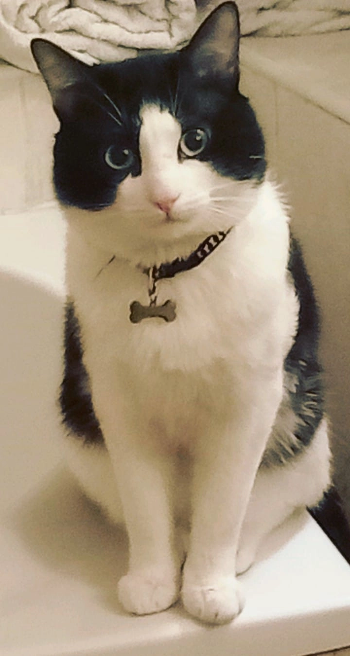 Tyson  - Plaza de Redondela, Madrid