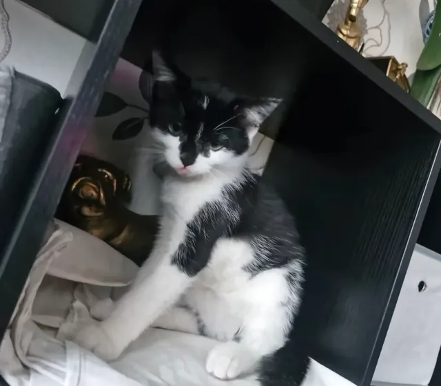 Bandit - CR0 6, Croydon