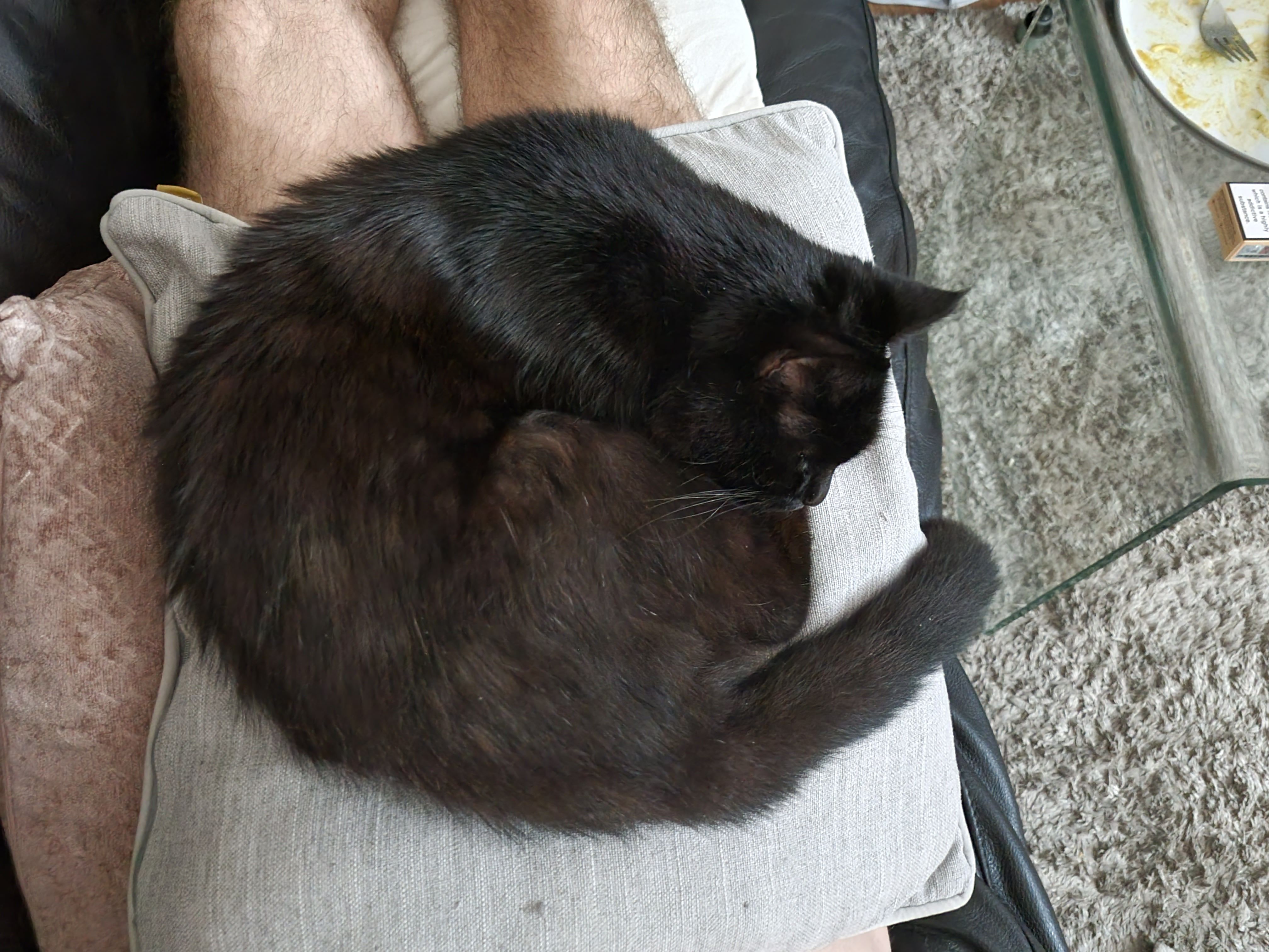 Sasha - Hythe Road, Romney Marsh