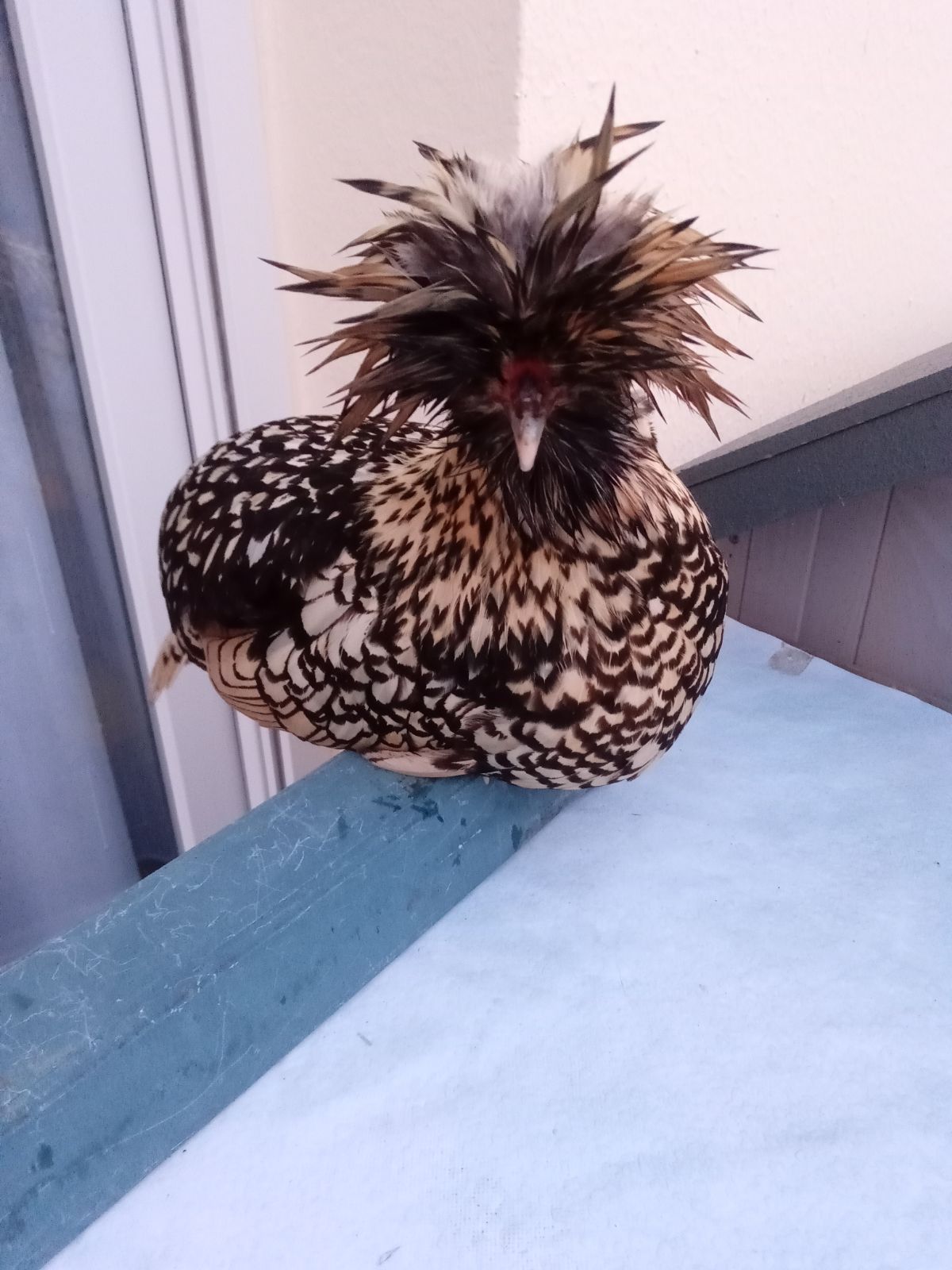 Sidonie  - Rue Schalk de la Féverie, Domfront-en-Poiraie