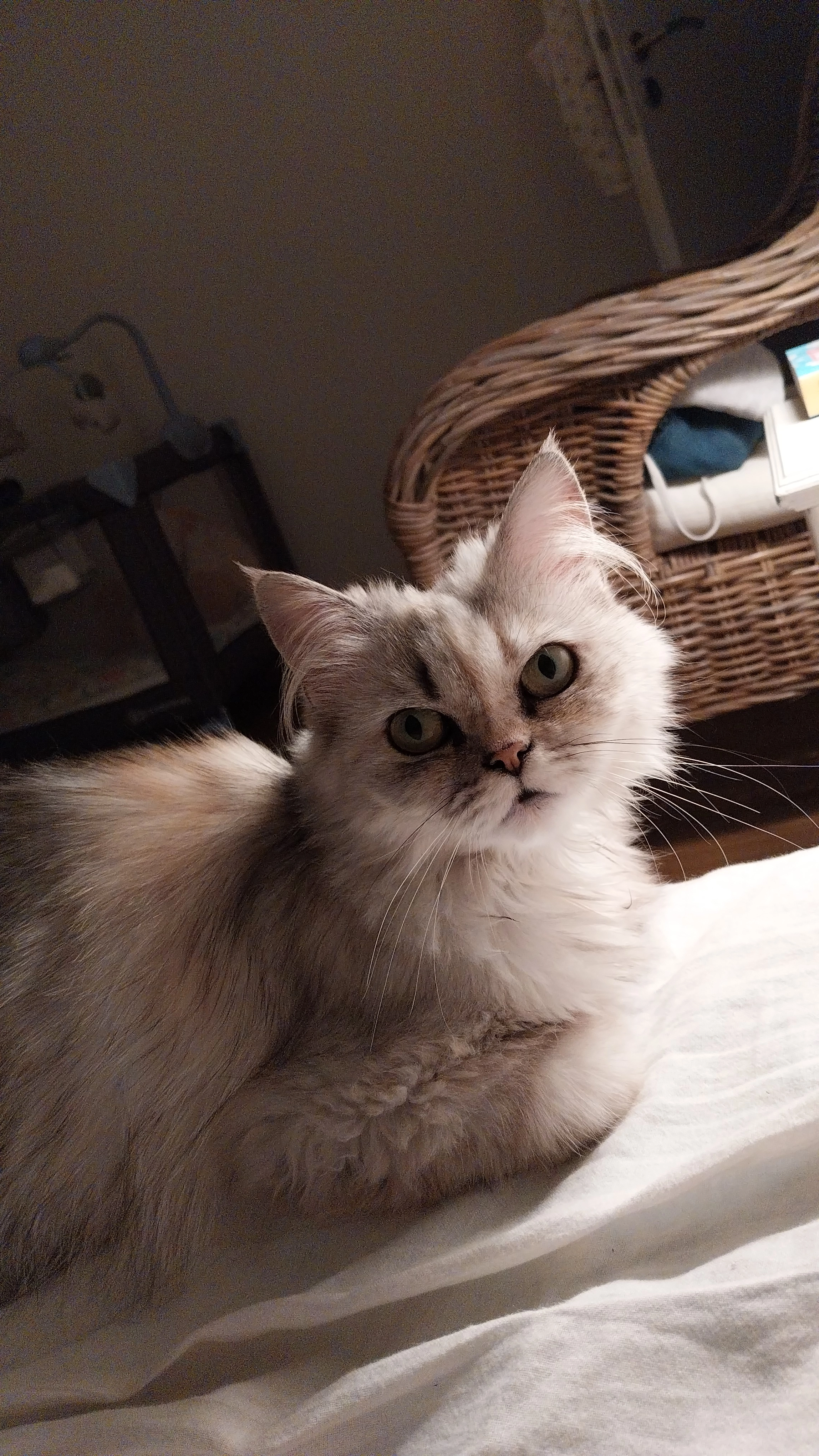 Flocon - 23 Rue de l'Église, Brunstatt-Didenheim