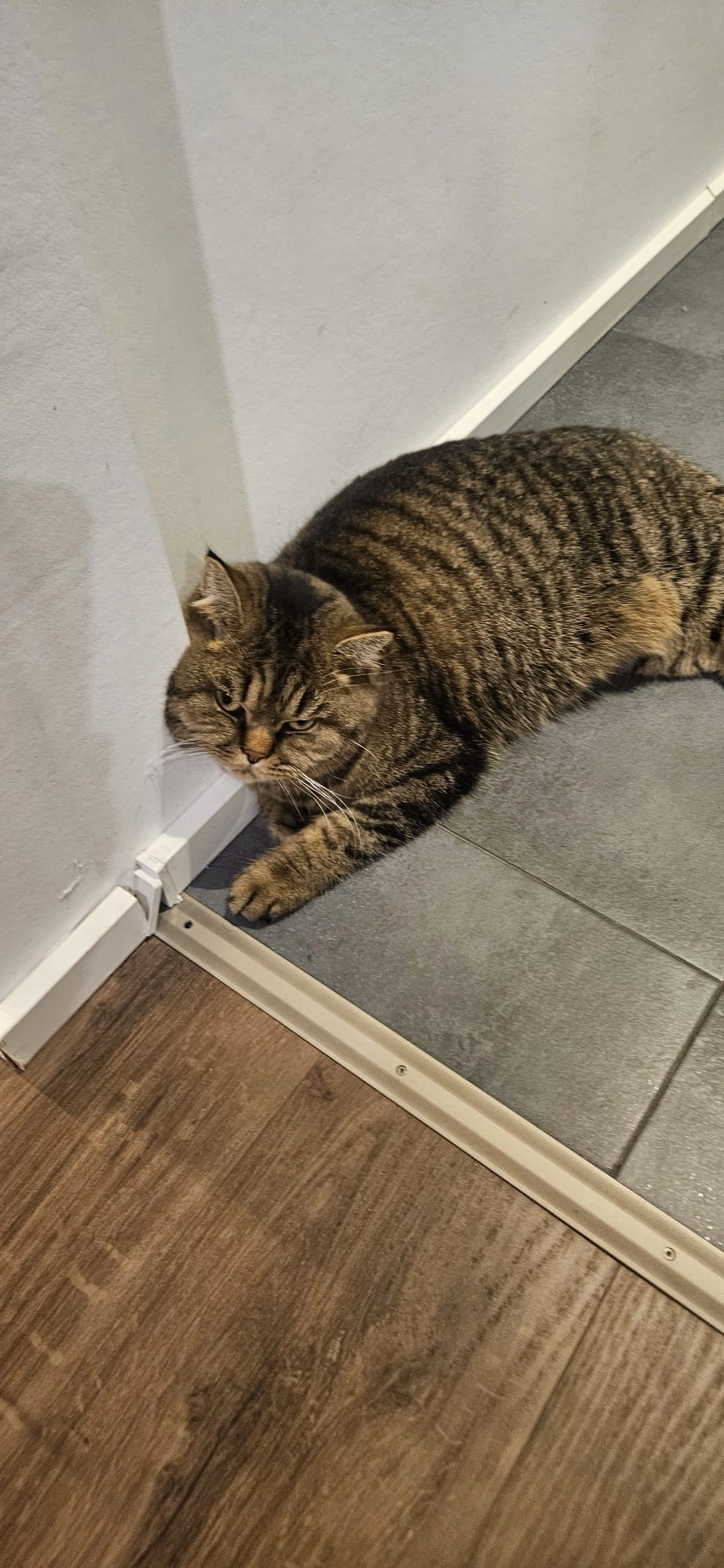 Luna - Alfred-Delp-Straße, Walldorf