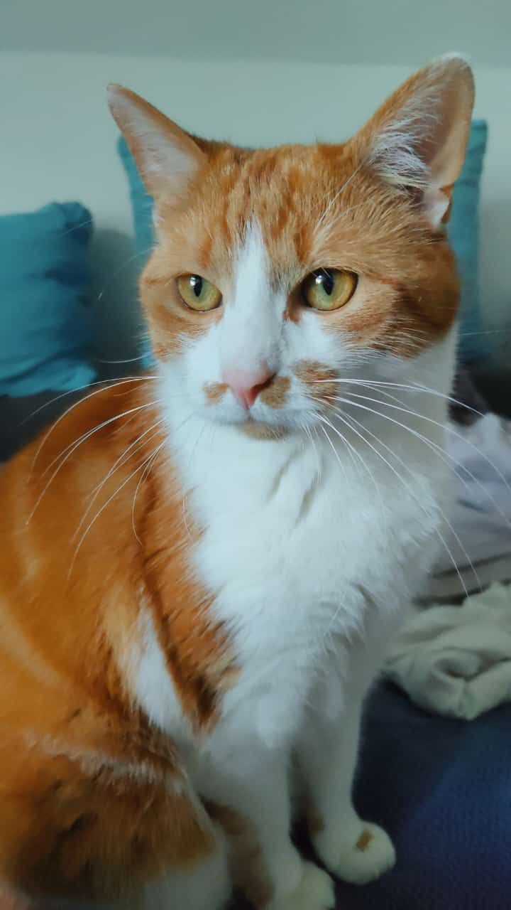 Tiger - Friedrich-Engels-Straße, Stralsund