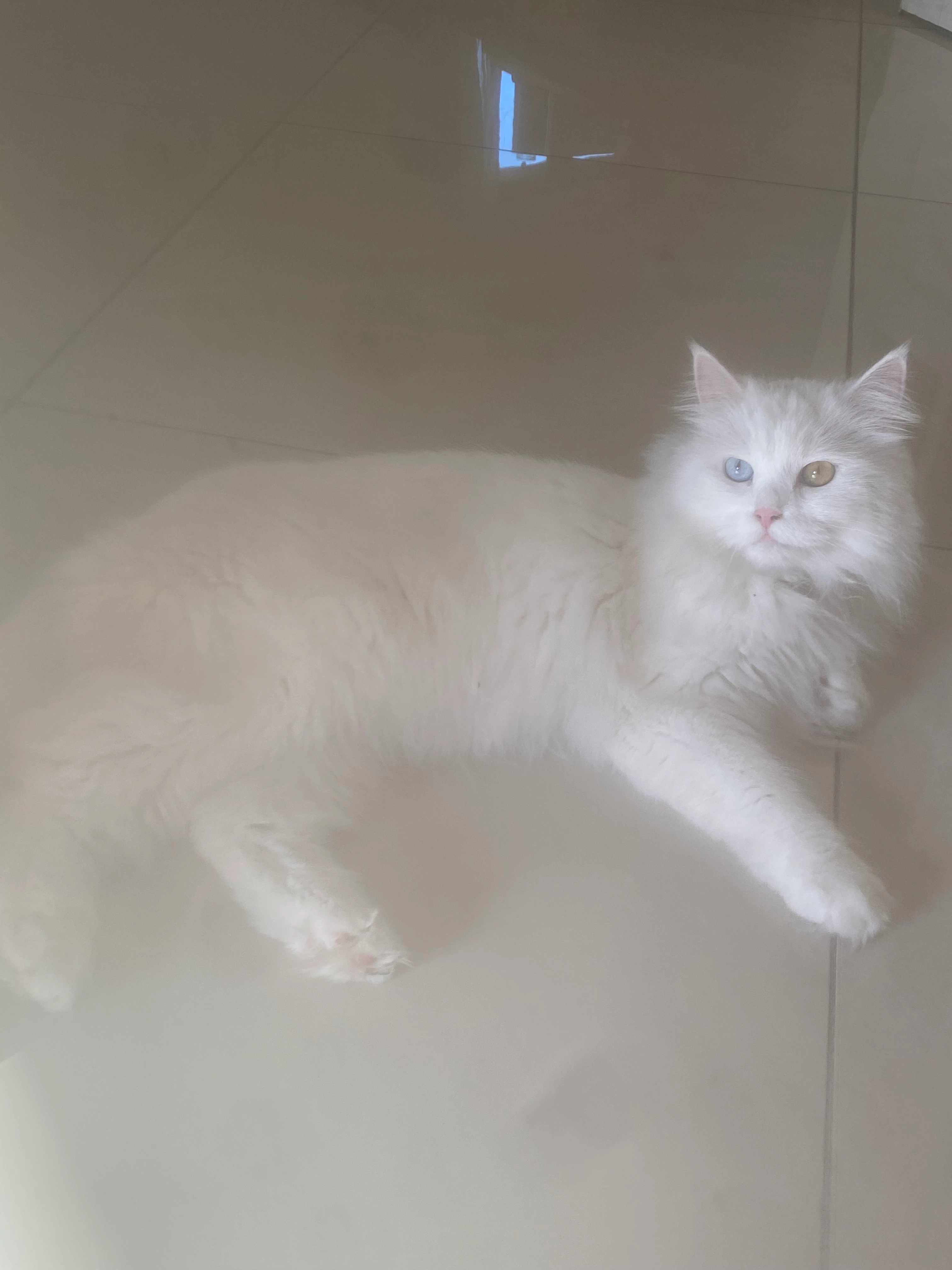 Flocon - 69800, Saint-Priest