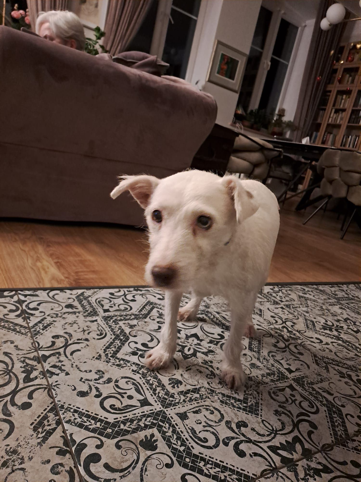 Figa - 72-004, Węgornik