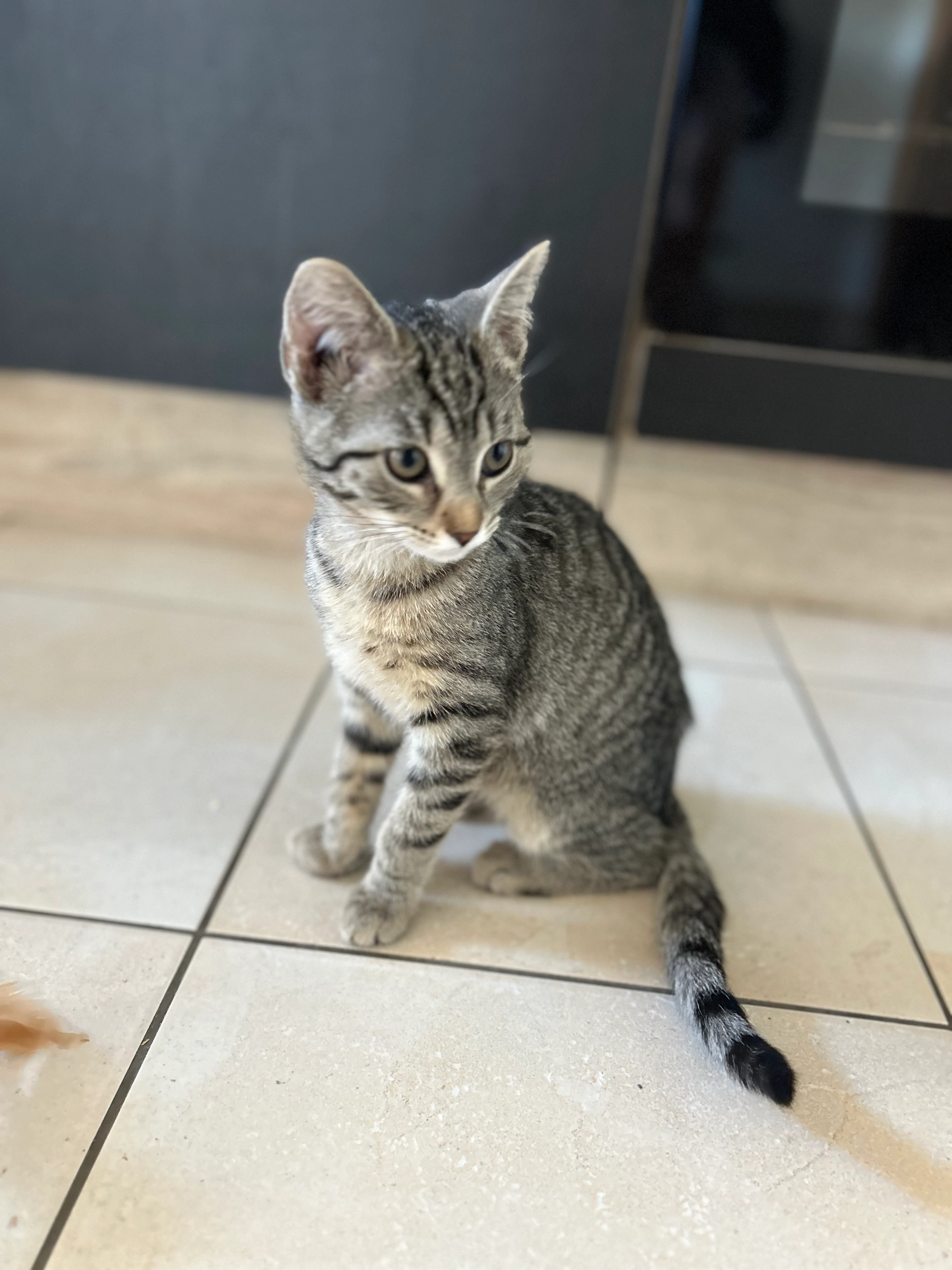 Lilo - Weststraße 69, Chemnitz