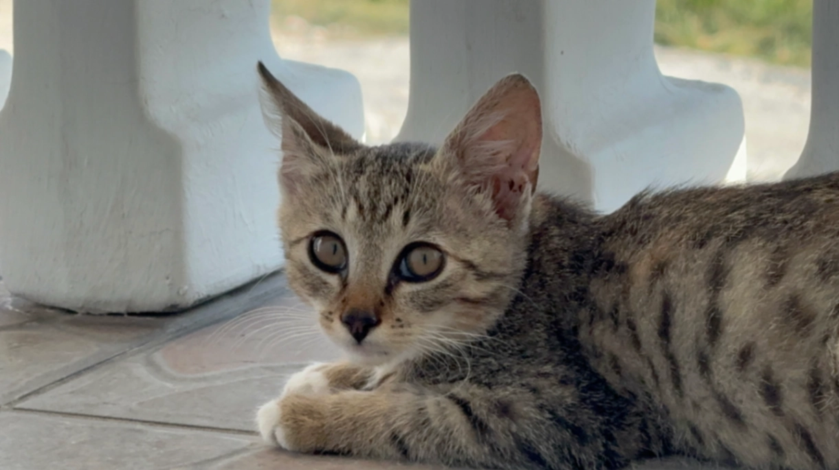 Bella - Ulica Titova, Jelah