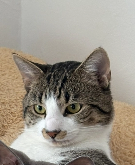 Sammy - Wolfenbütteler Straße, Dettum