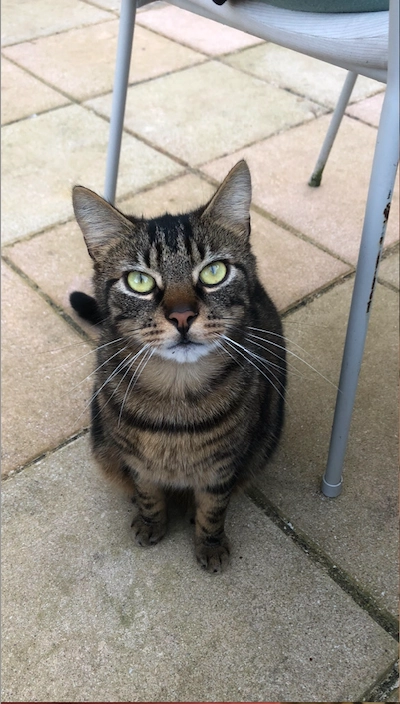 Gulash - 312 Chemin des Cats, L'Isle-sur-la-Sorgue