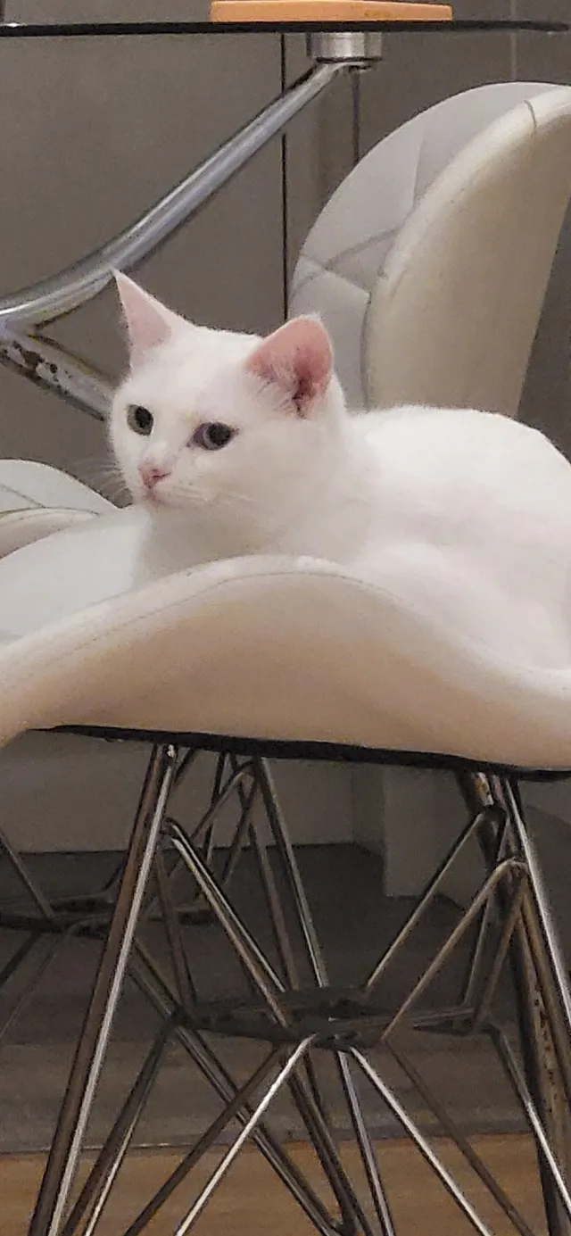 Pixie - TW20 9, Egham