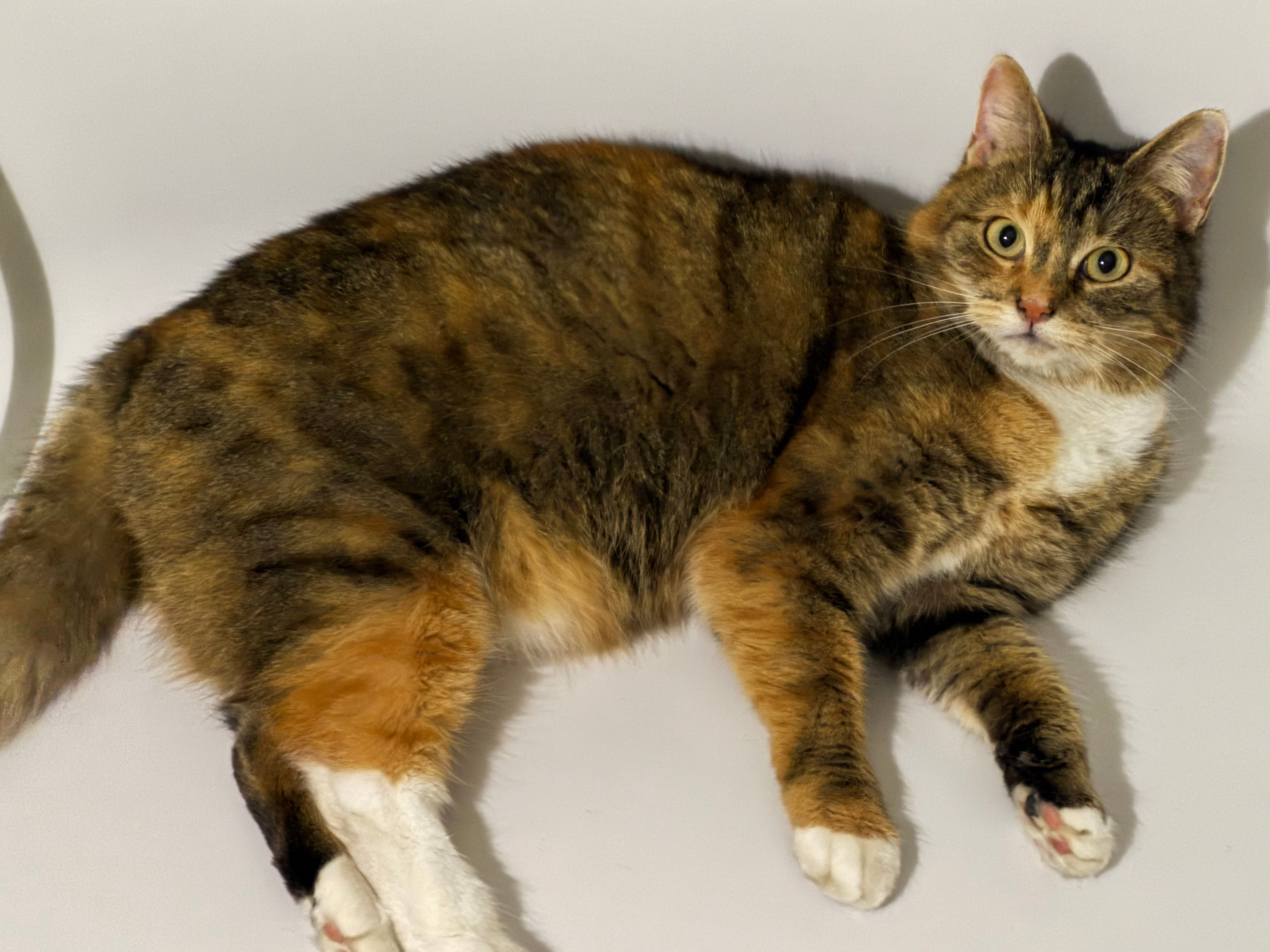 Io - Amselweg, Bad Muskau